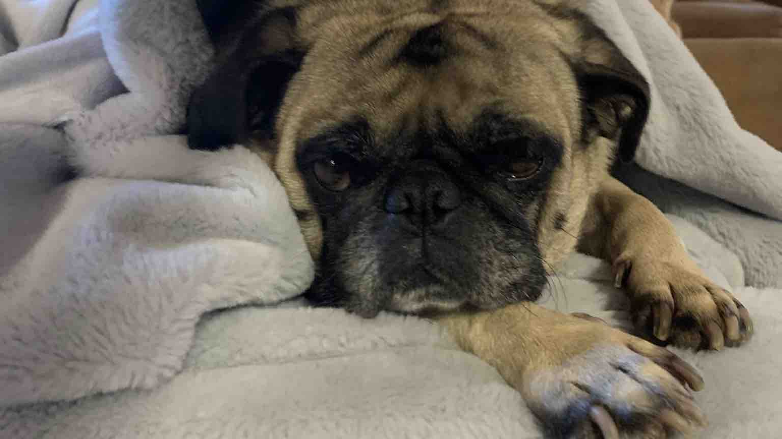 Fundraiser by Cameron Addie Help Oliver The Pug He Needs Surgery