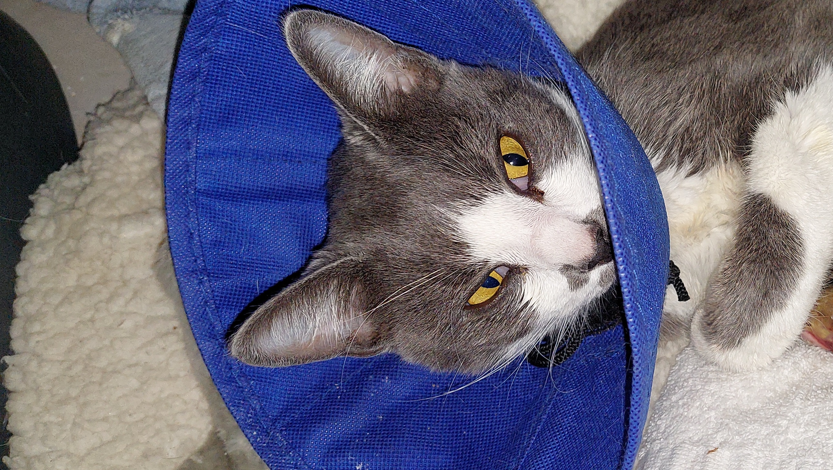 Fundraiser by Alexa Charney Injured CatPaw Damage