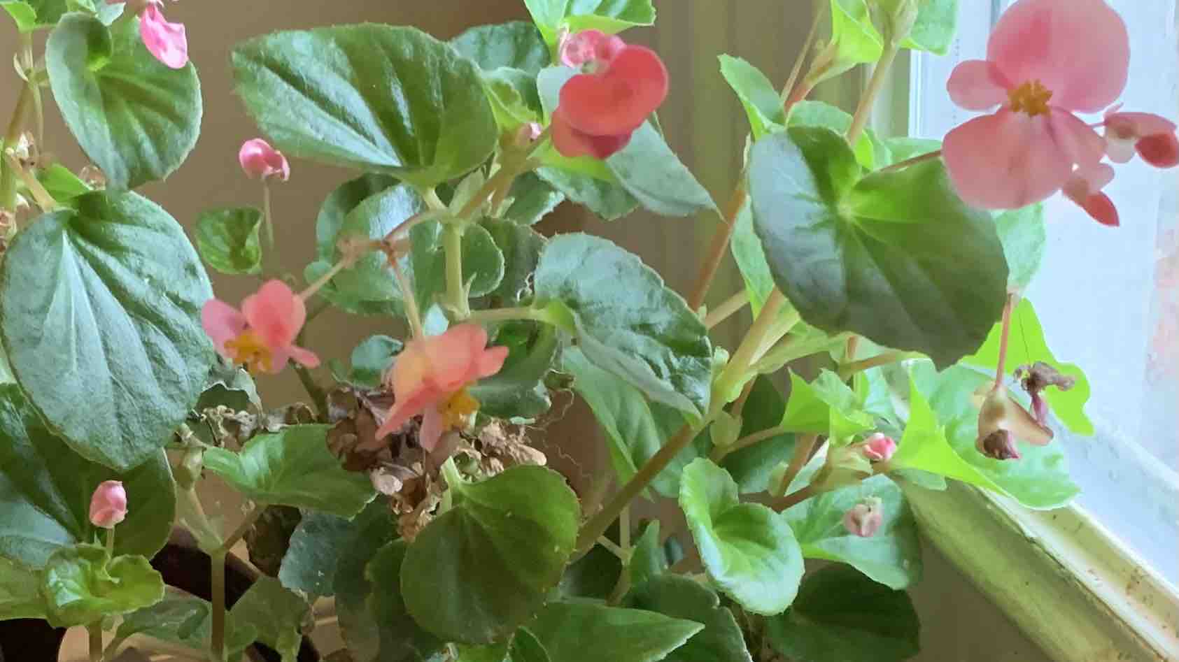 Fundraiser by Mary Dixon : Abbeville Squared Spring Planting