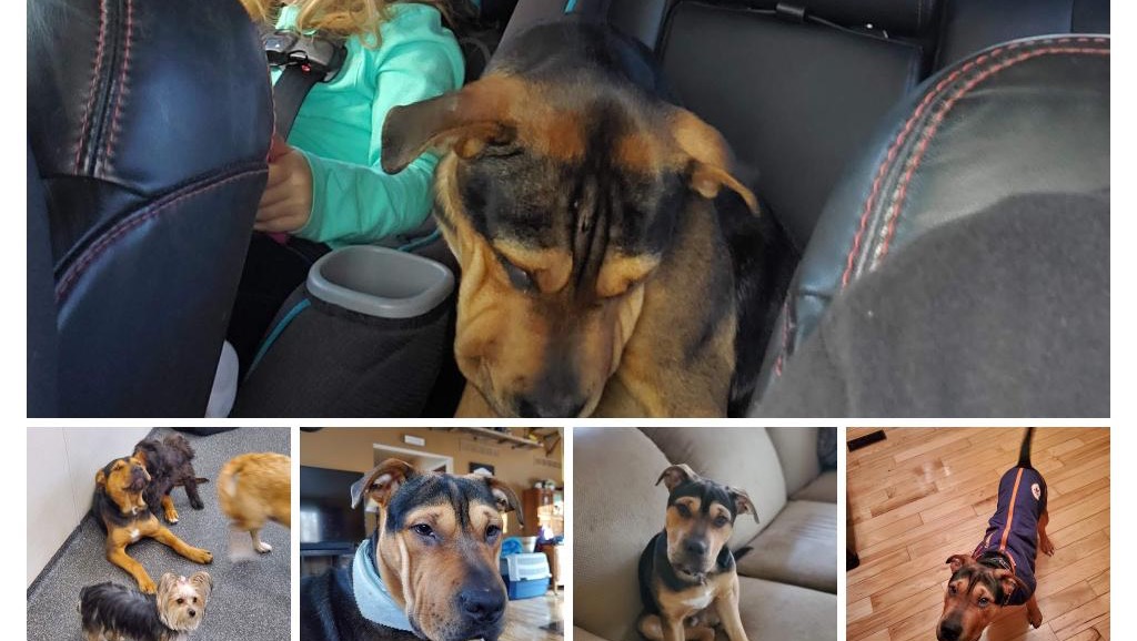 Fundraiser by Jessica Scott Help my puppy get parvo treatment