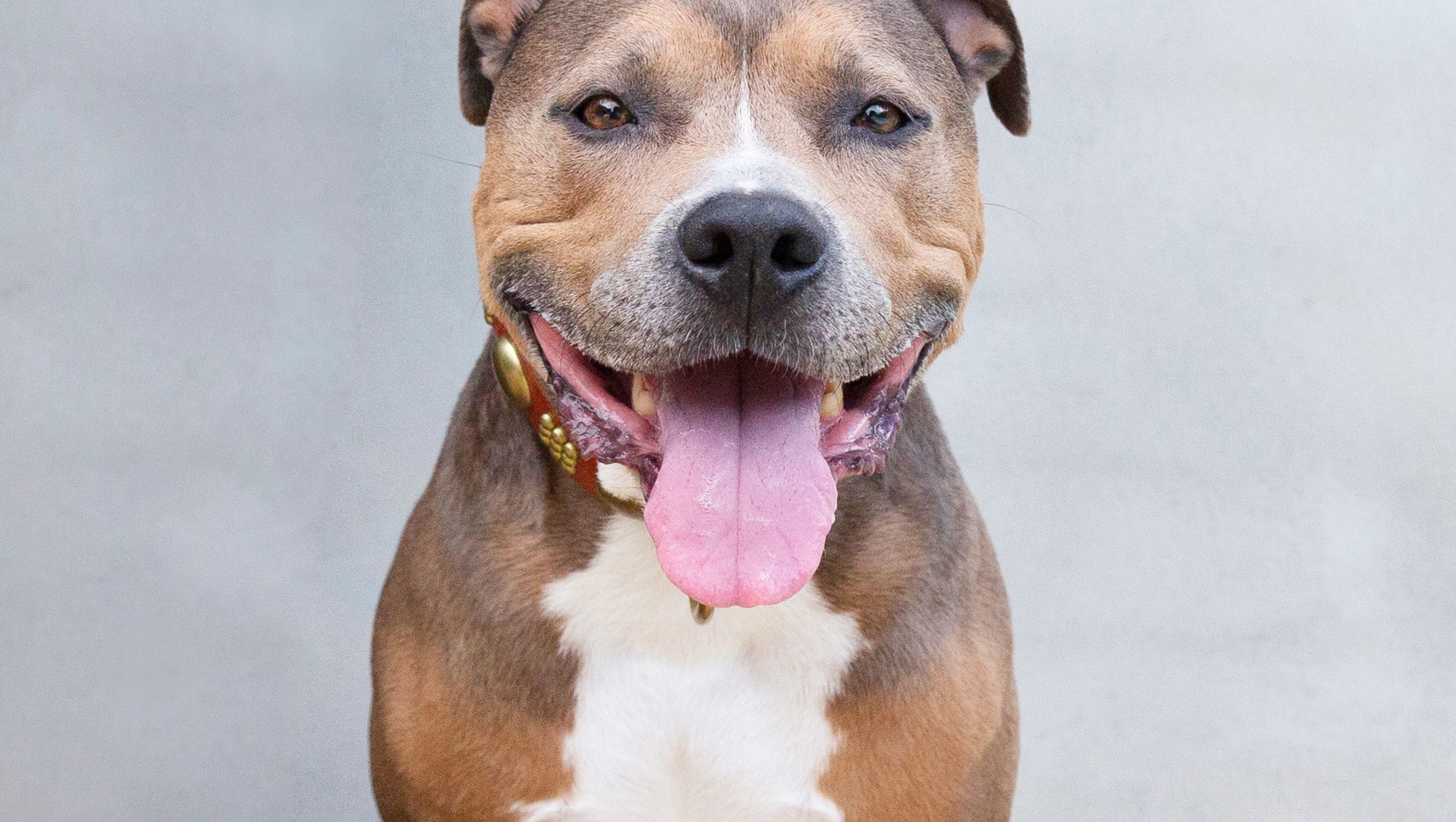 Fundraiser by Shawna Benson Help Hamlin Dog Shelter