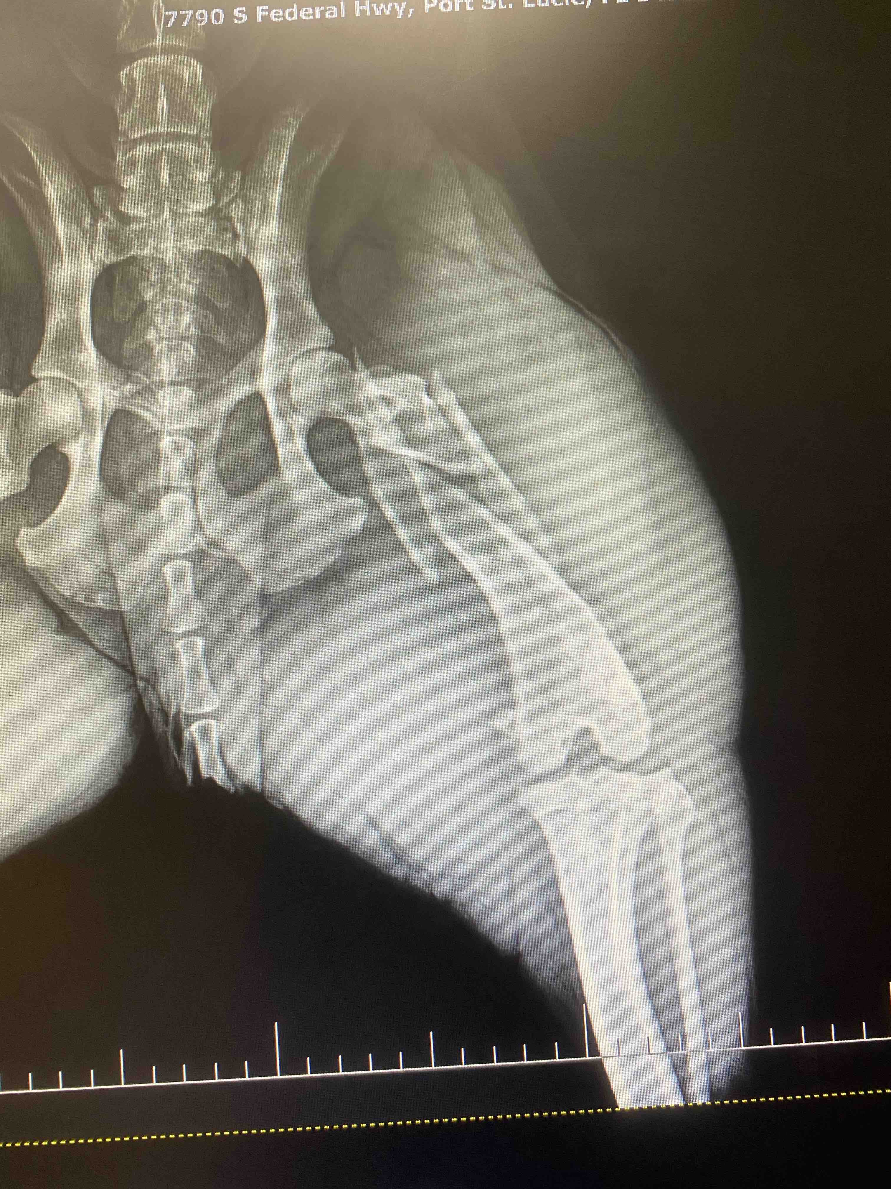 Machos hit and run surgery photo