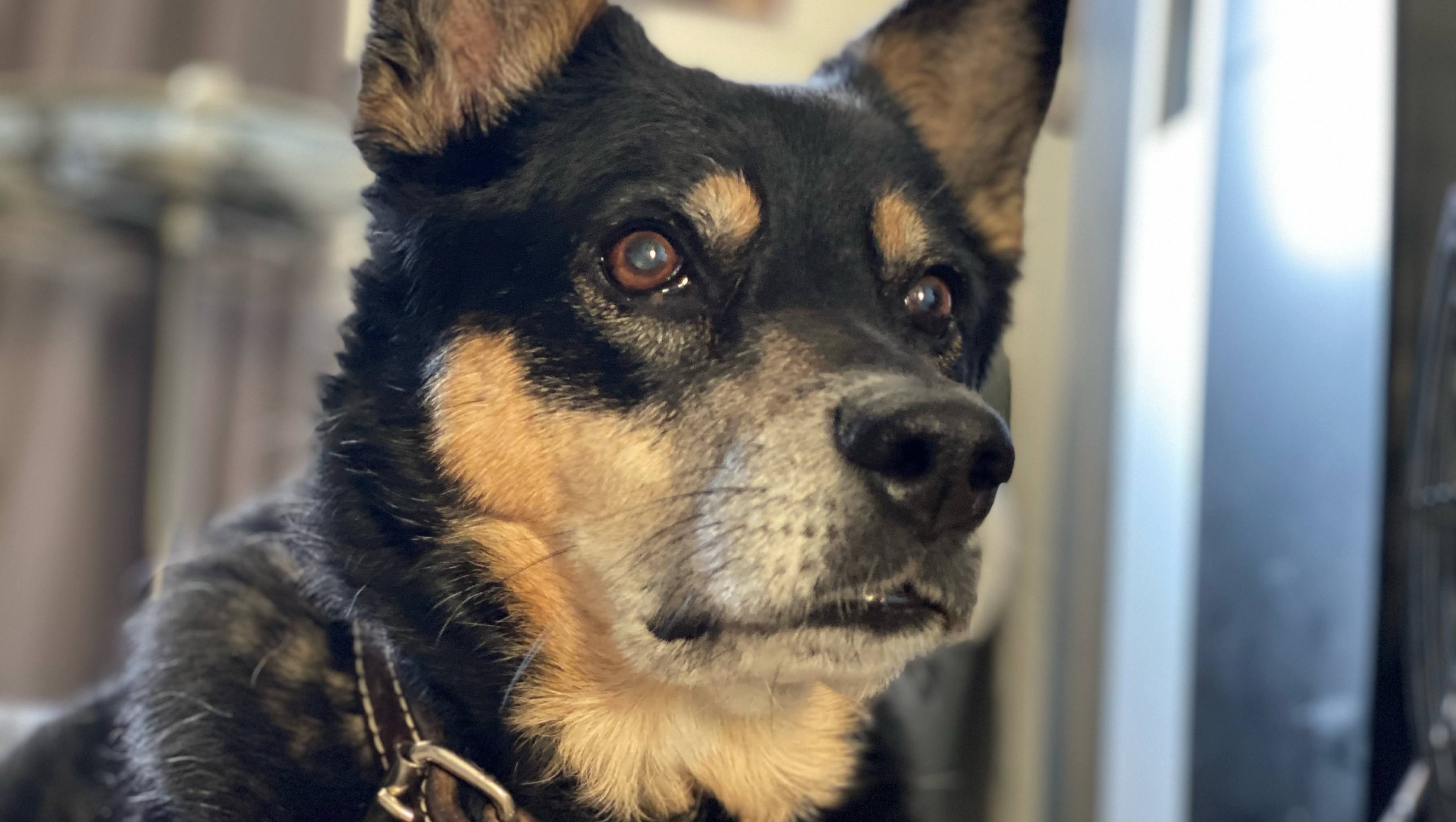 IzzyBoz expenses and donation to Clinic & Rescue photo