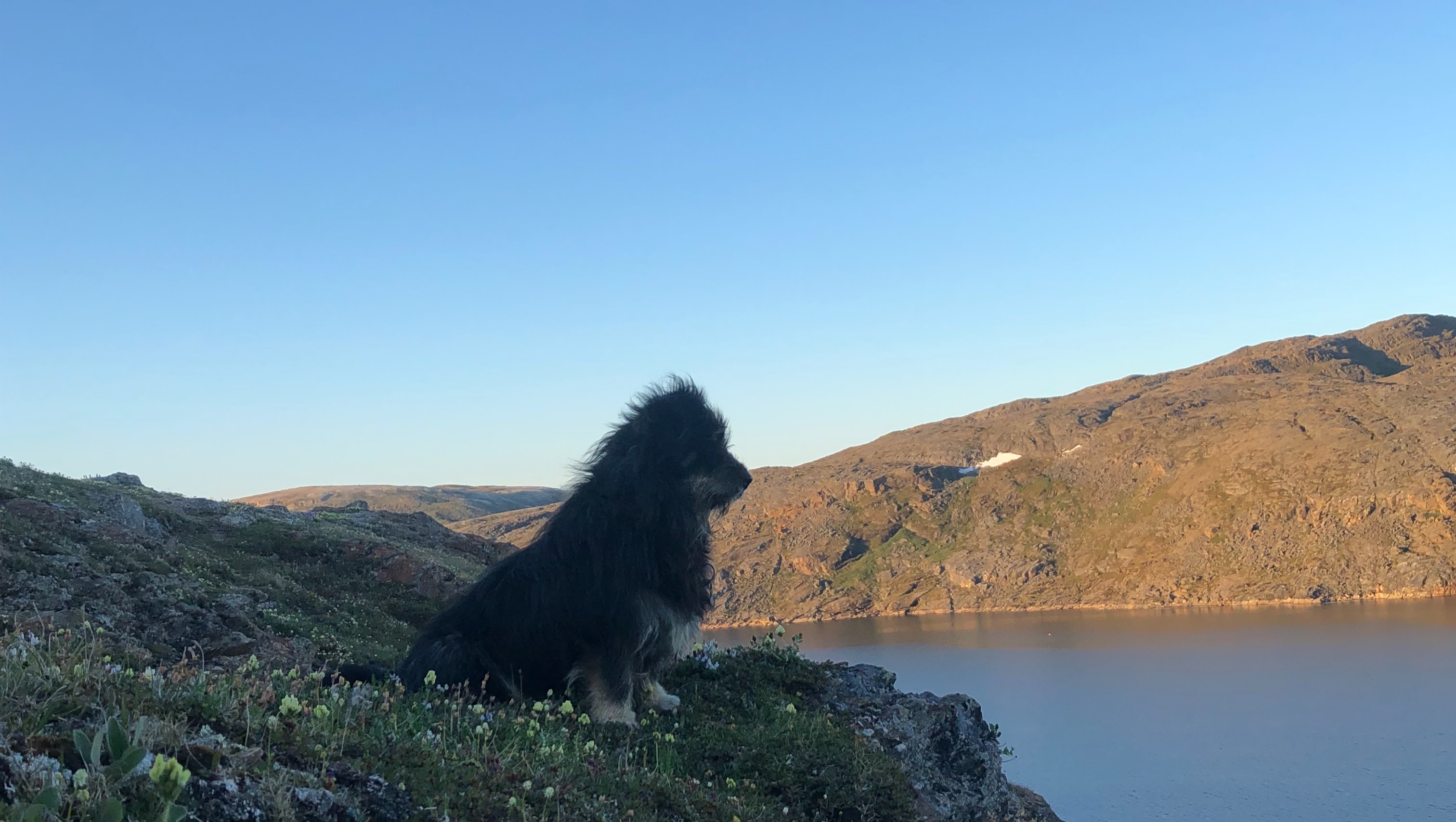 Fundraiser by Karen Ross Kimmirut, NU Spay and Neuter Clinic