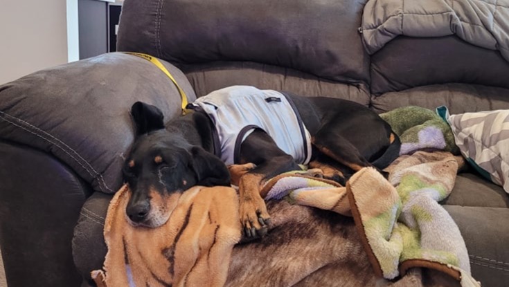 Raising money to help with Kipper's treatments photo