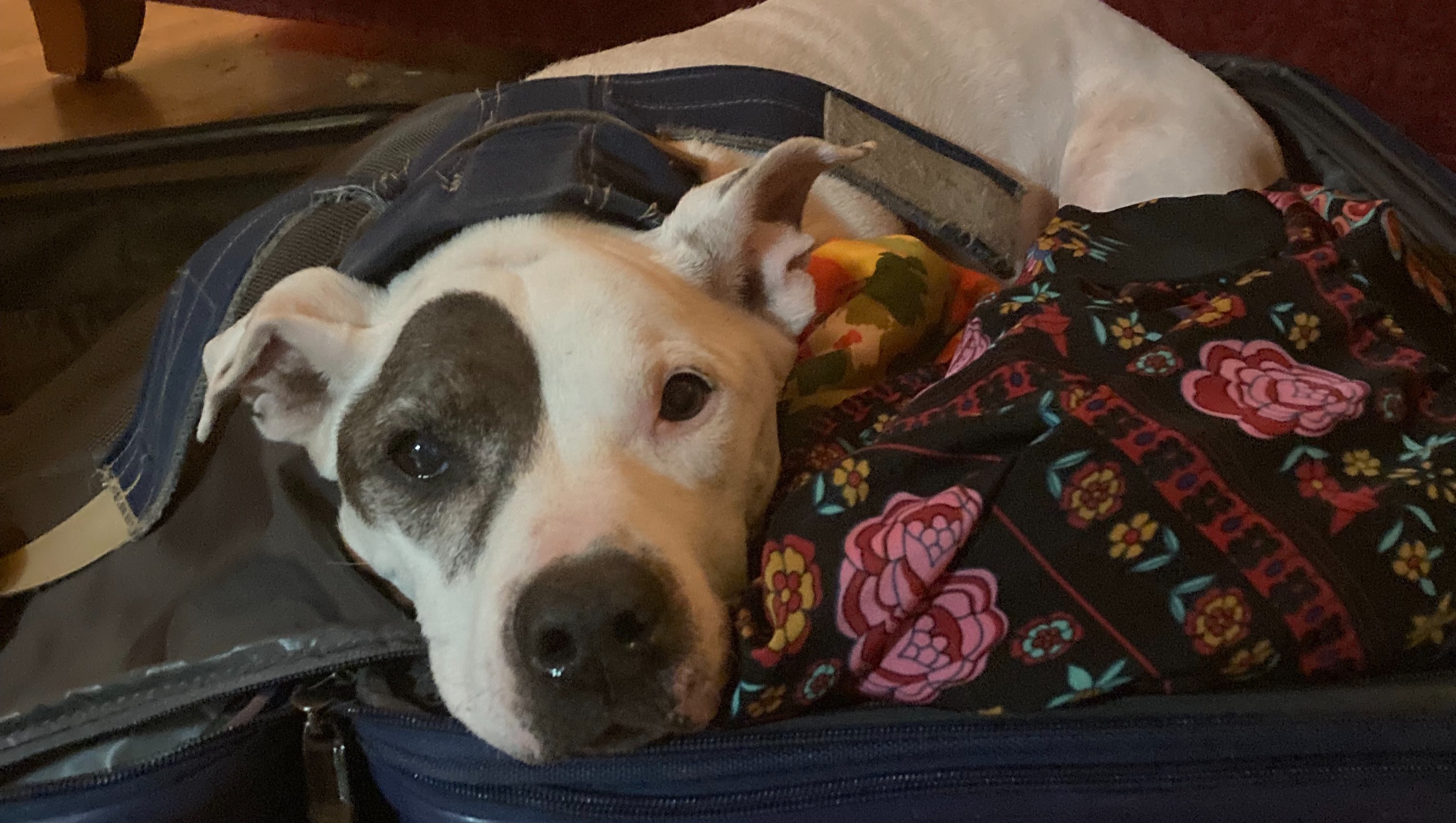 Piglet needs help photo