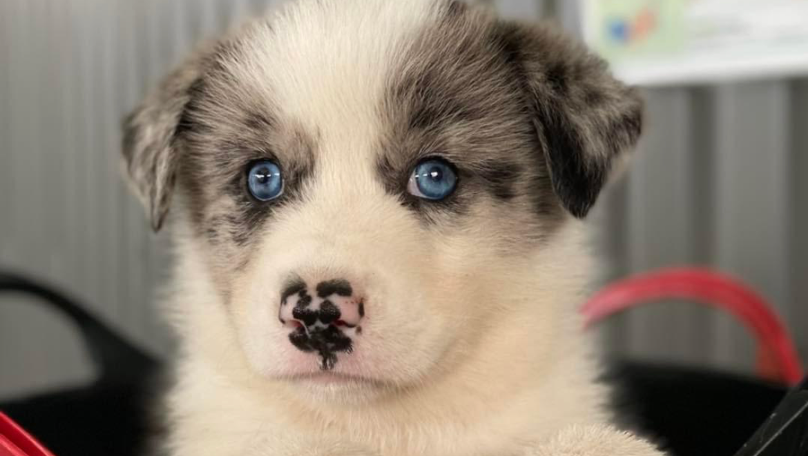 Fundraiser for Luke Evans by Effie Jordan Stolen puppy Doggy