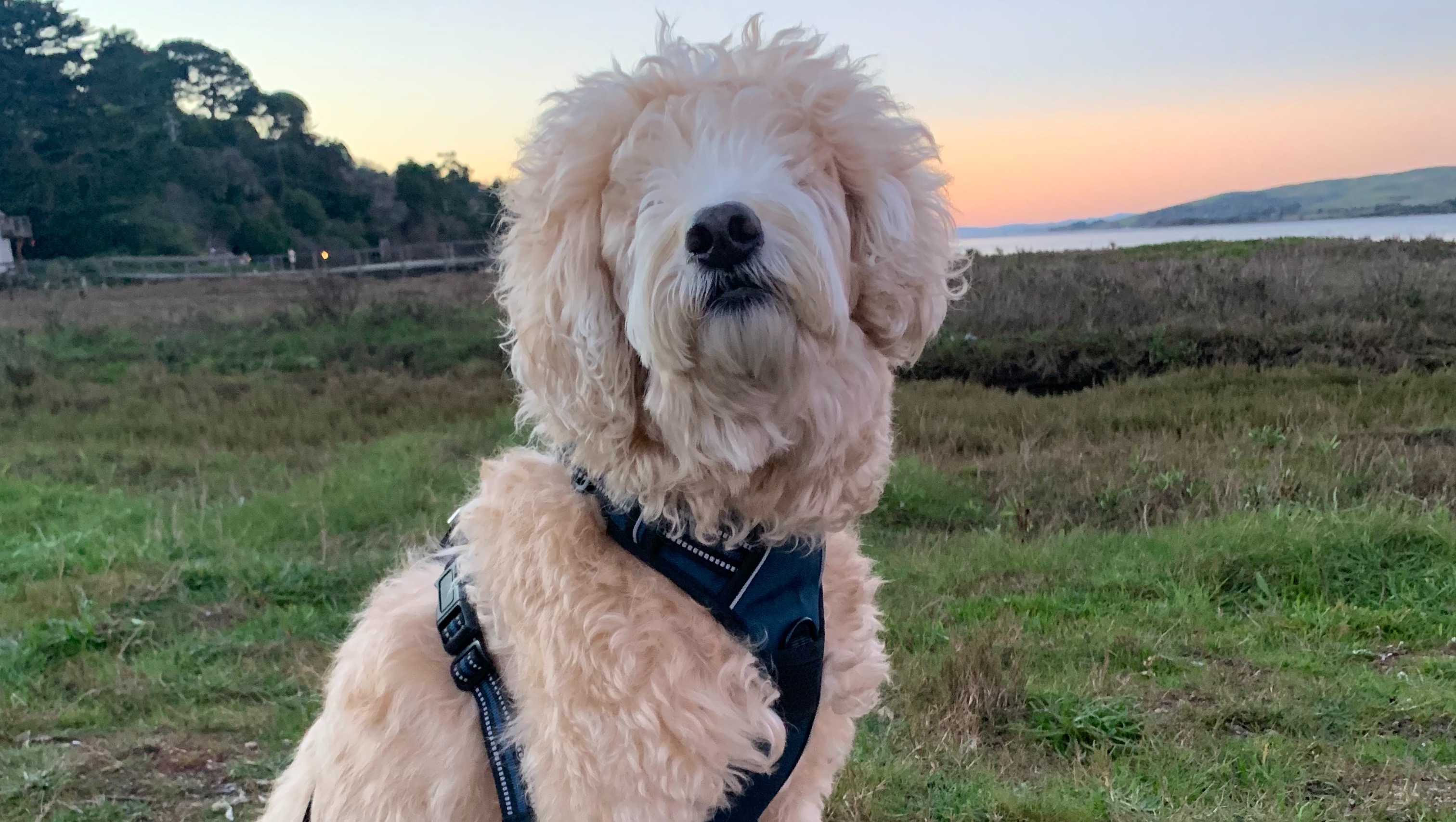 Practically Perfect Percy’s Passionate Plea photo