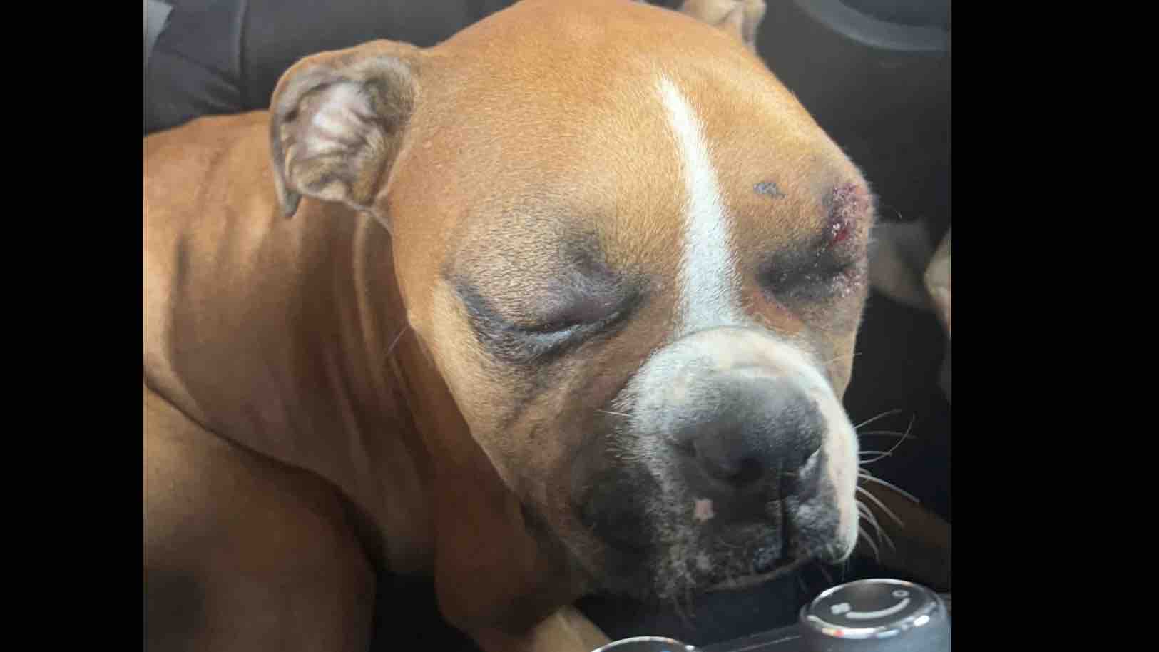 Help fund Ellie’s medical care photo