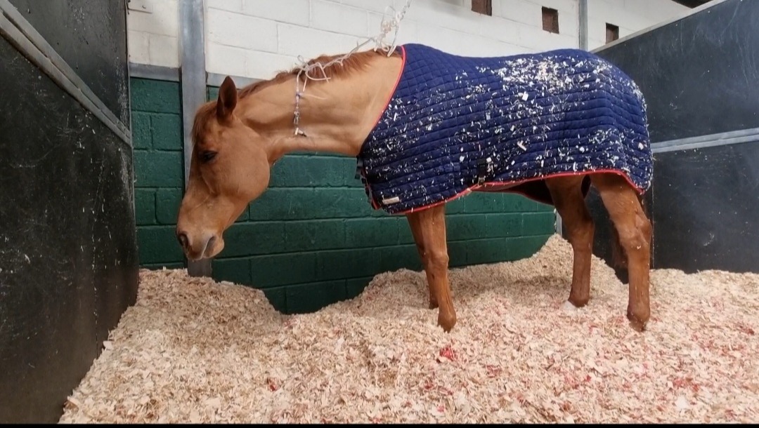 Fundraiser by Jemma Griffiths Help Get Lancelot Home