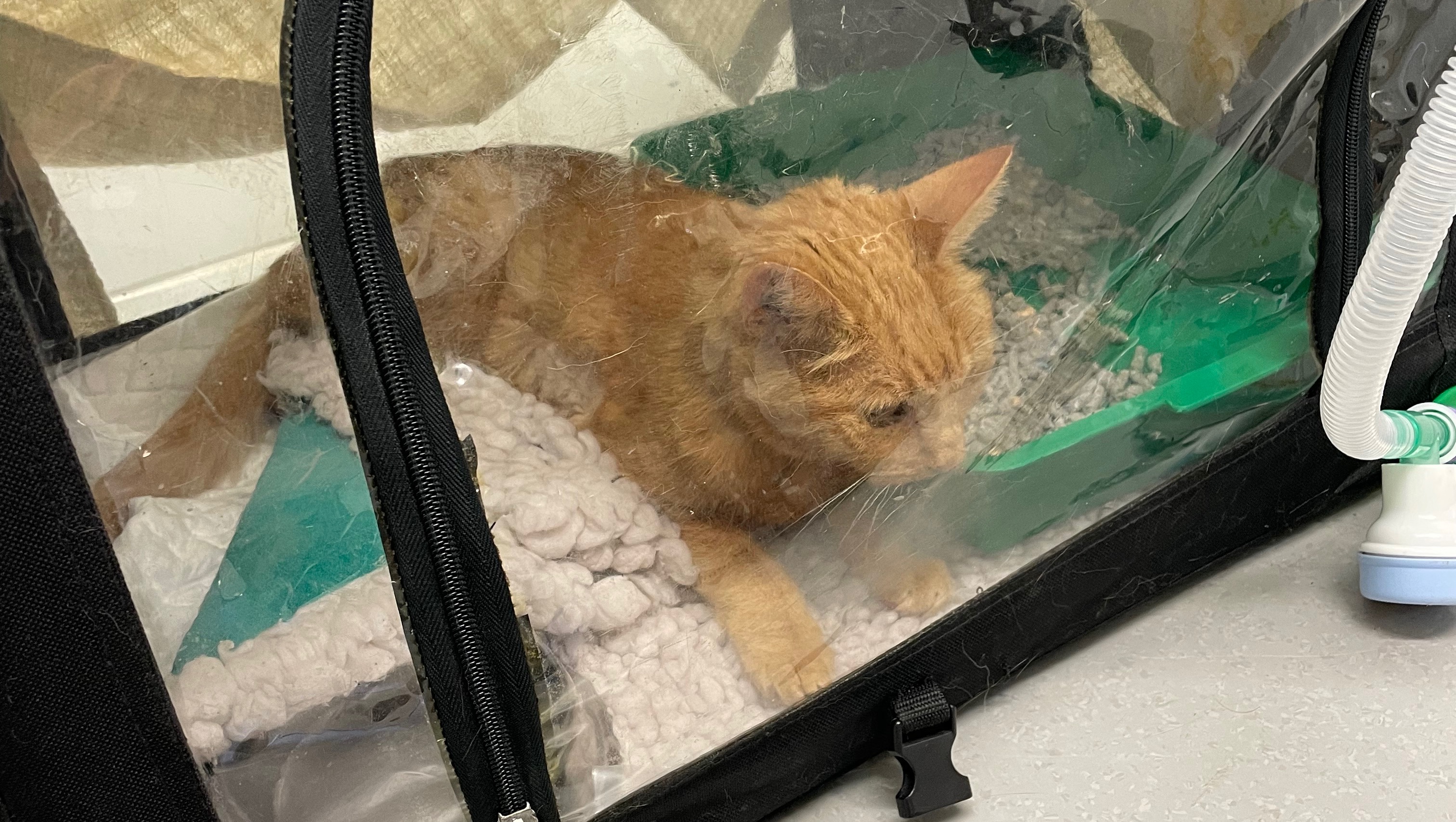 Fundraiser by Reuben White my cats surgery