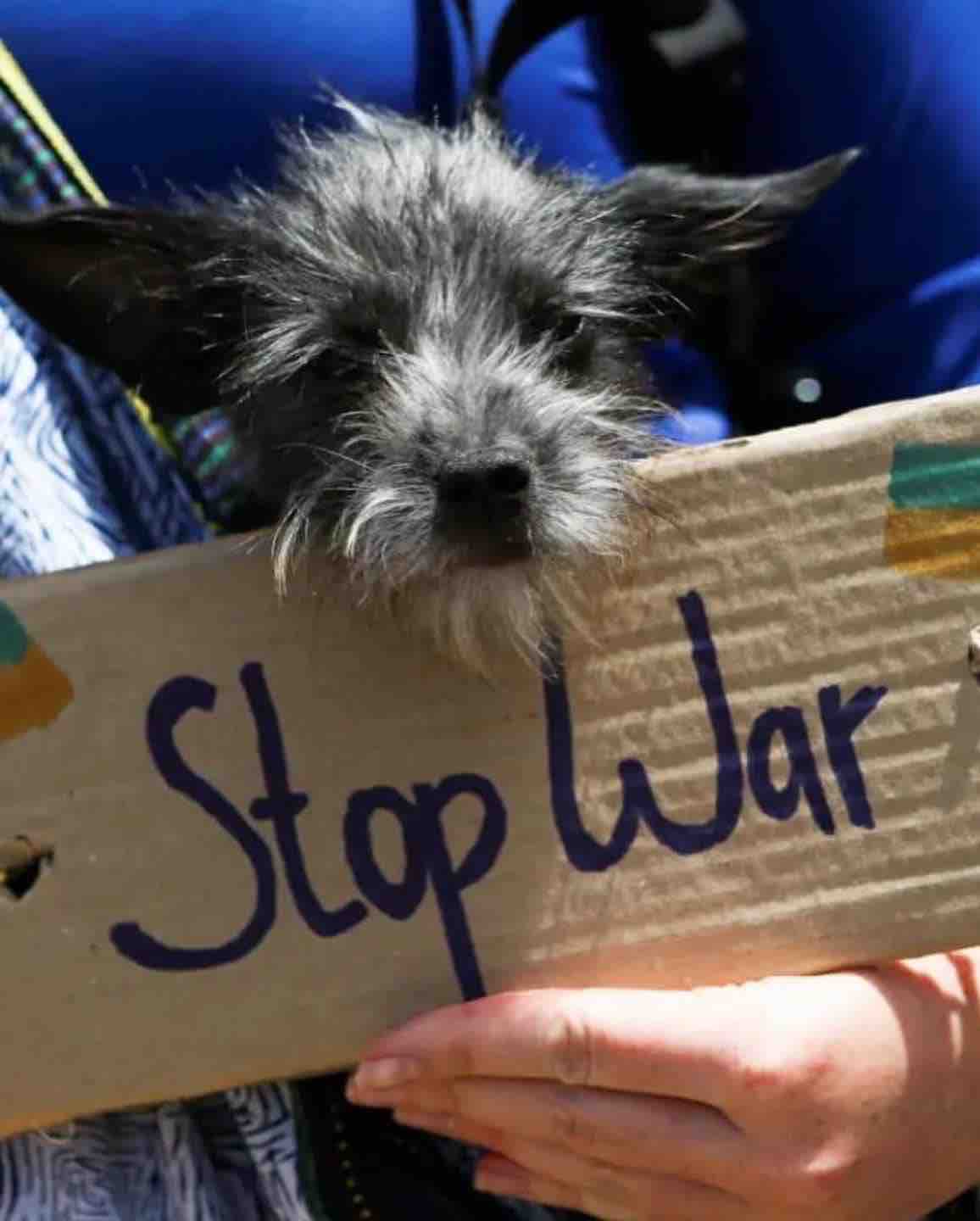 Fundraiser by Agata Makarewicz Help Ukrainian Families and their Animals.