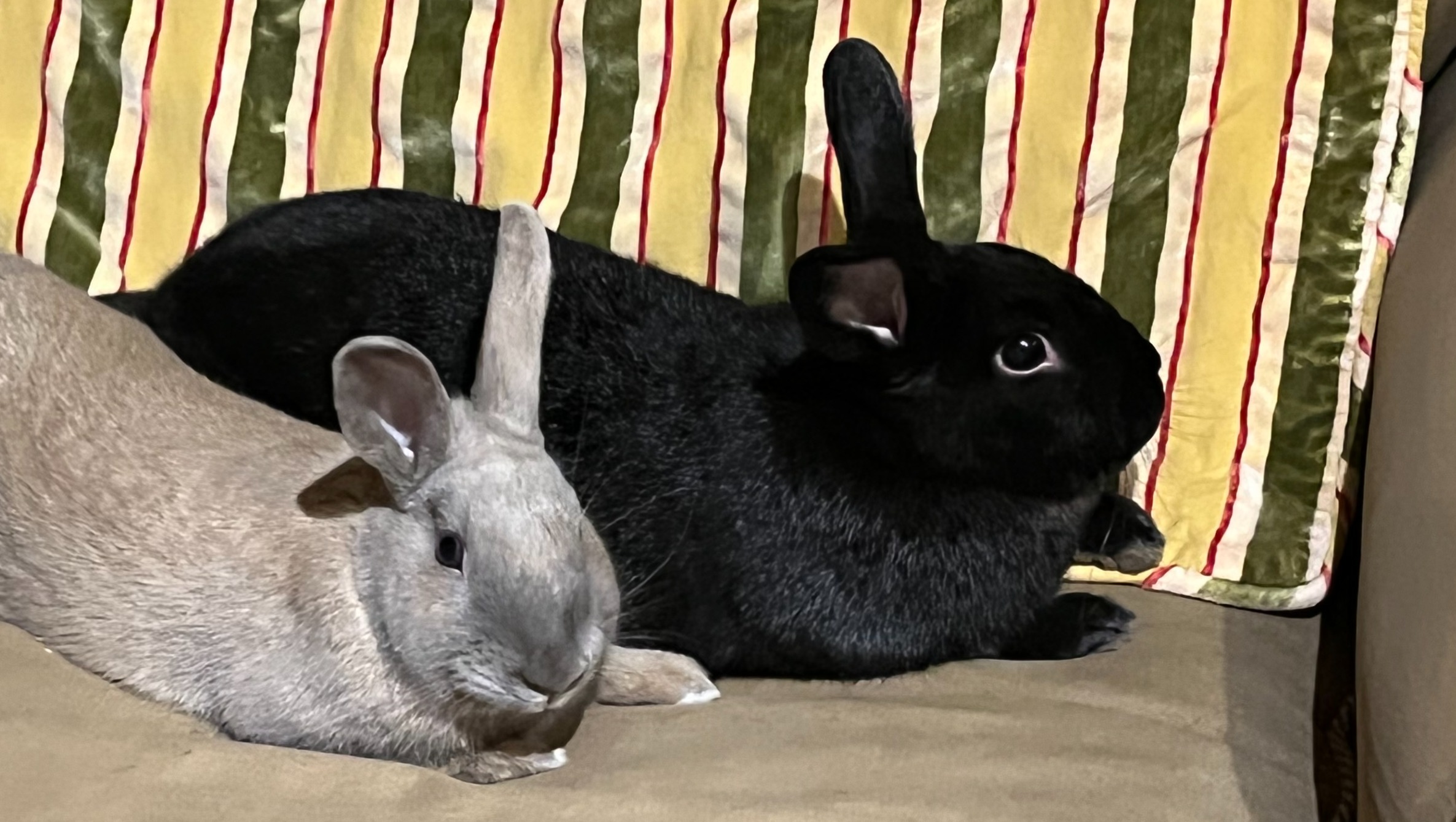 Fundraiser by Gabby Fields Cannon Beach Bunnies Need Your Help