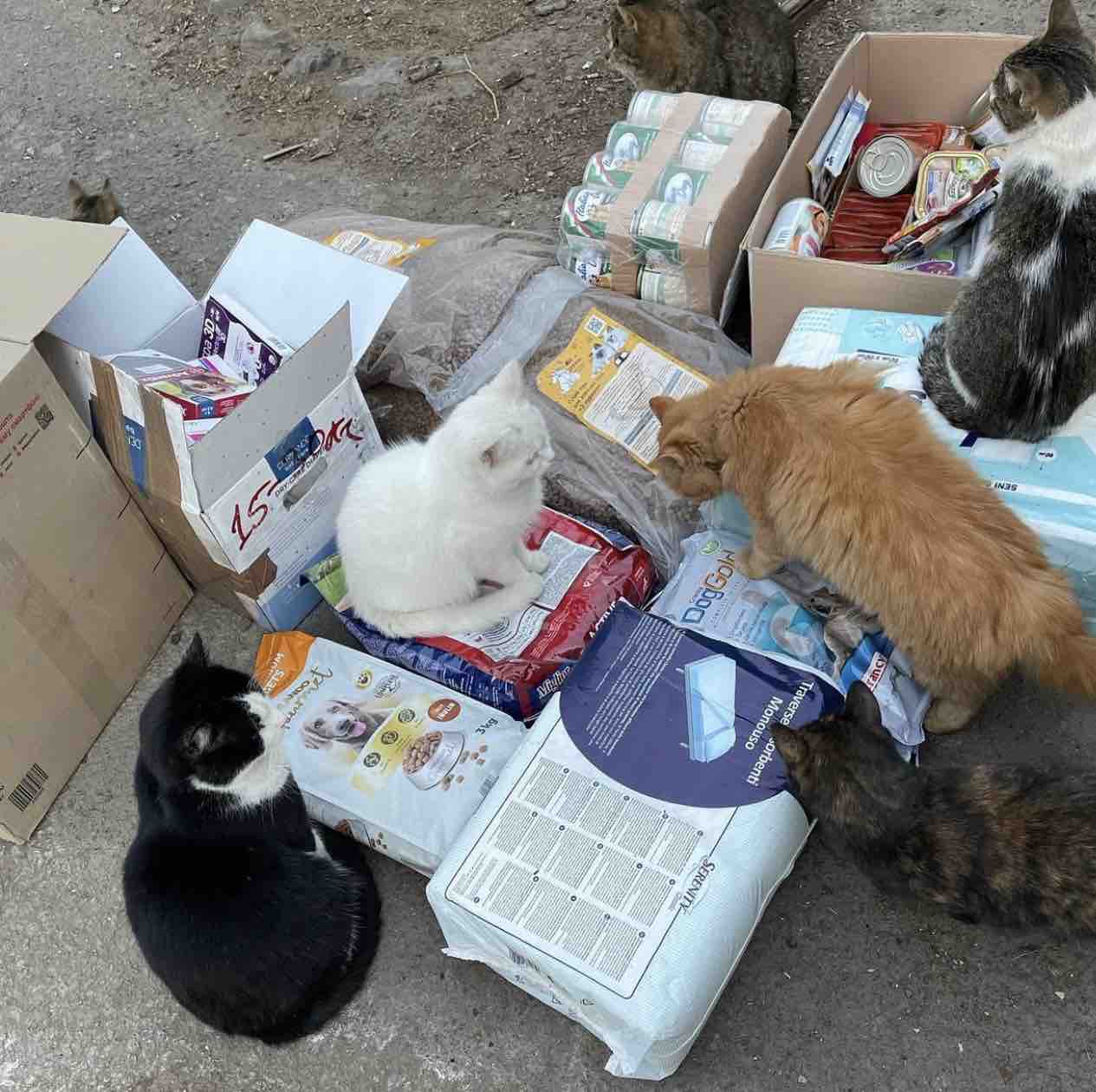 Fundraiser by Natalie Fielek Help donate animal shelters in Ukraine