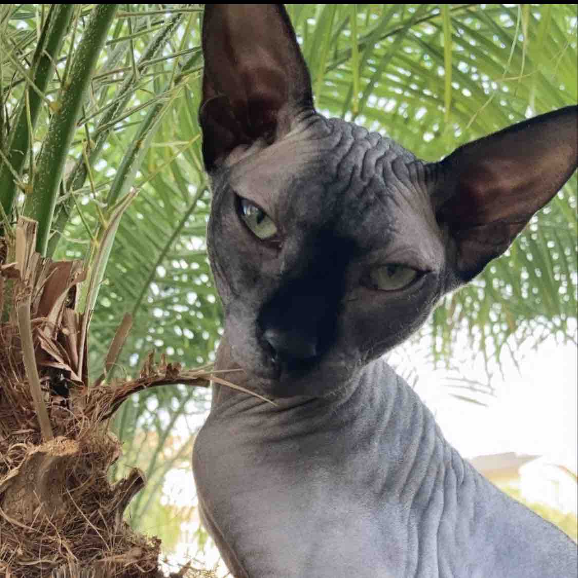 Fundraiser By Mario Guzman Help Onyx With His Surgery To Save His Life 