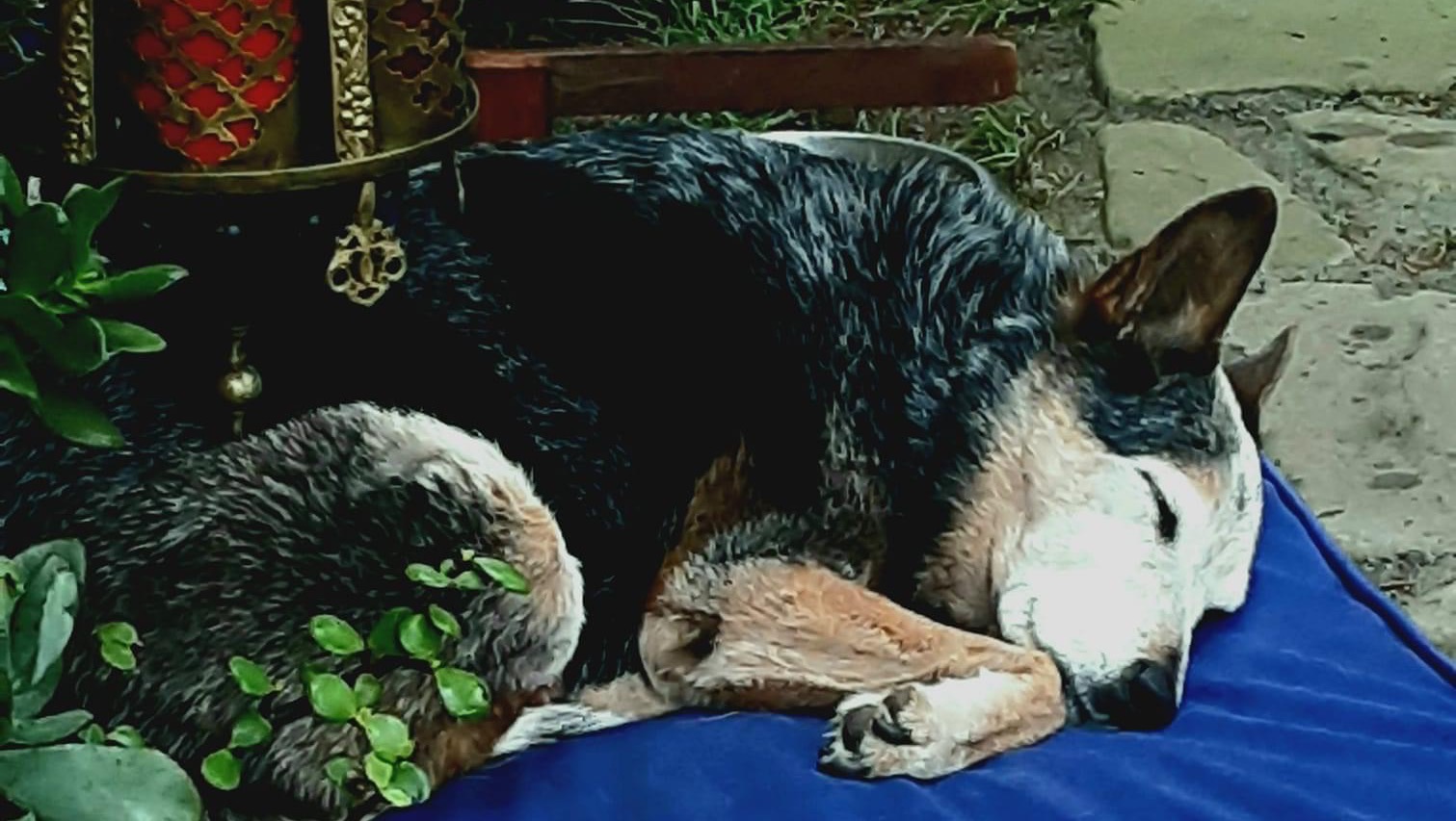 Help Noa pay for Stella’s medical expenses. photo