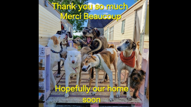 We urgently need a furever together home photo