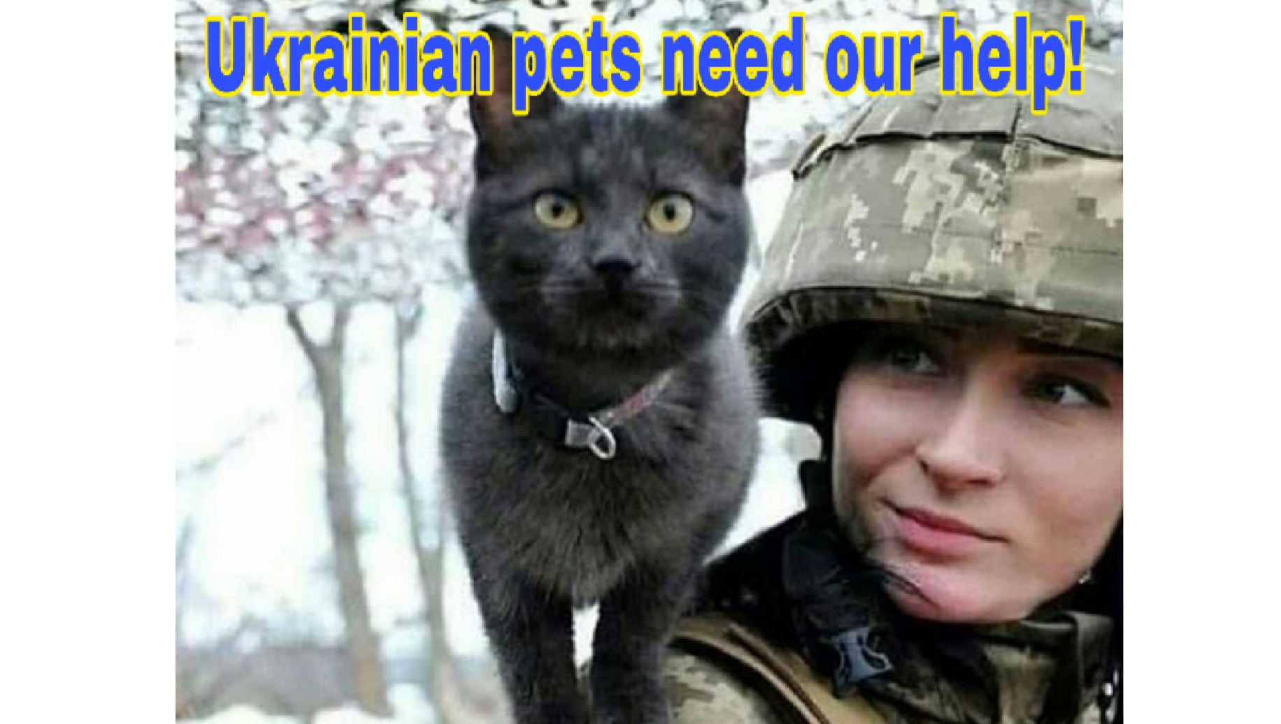 Fundraiser by Homer Lemiaou Help us send pet food for pets in war