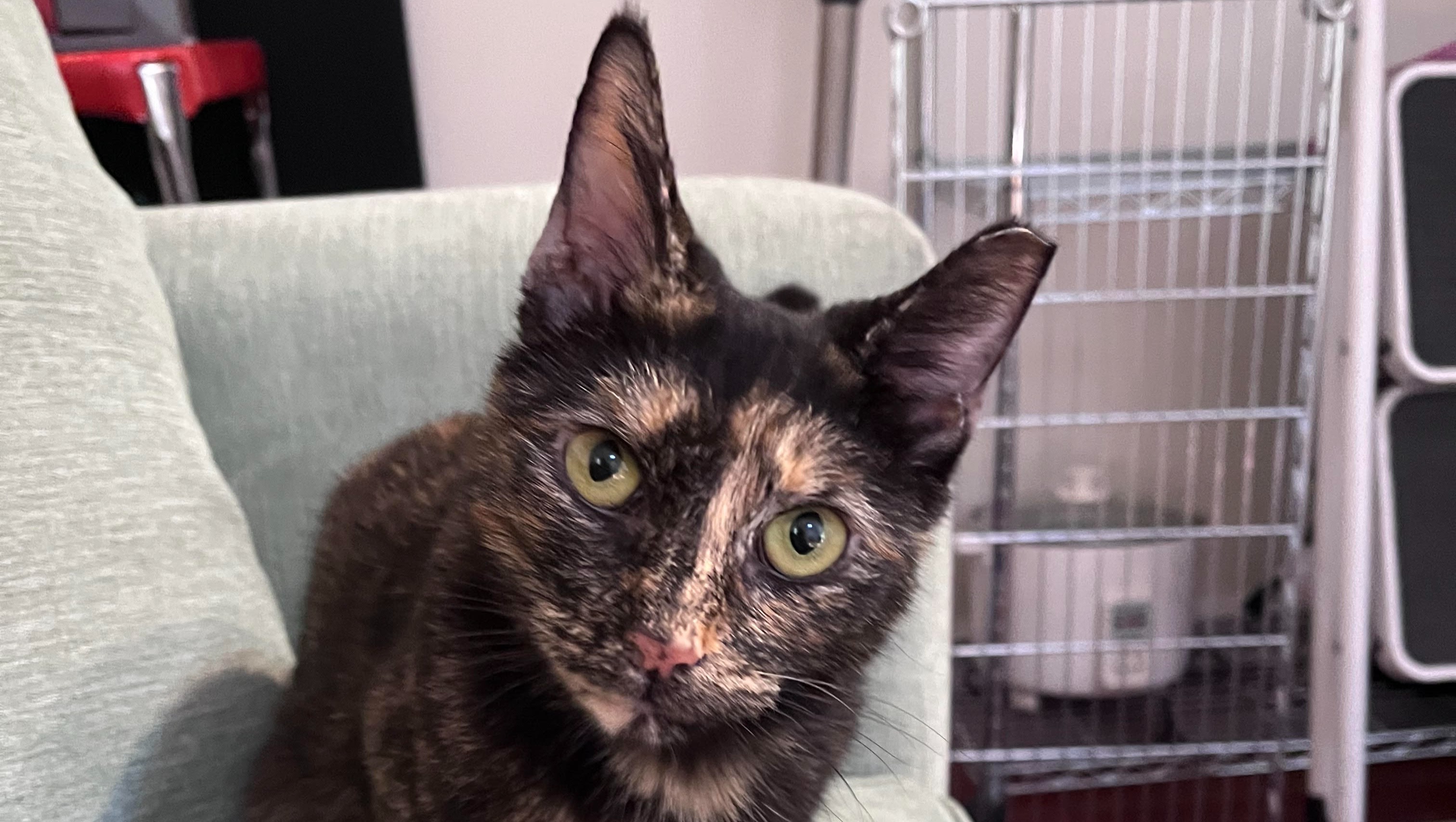 Fundraiser by Dime Brown Tessa the deaf cat needs lifesaving ear surgery!