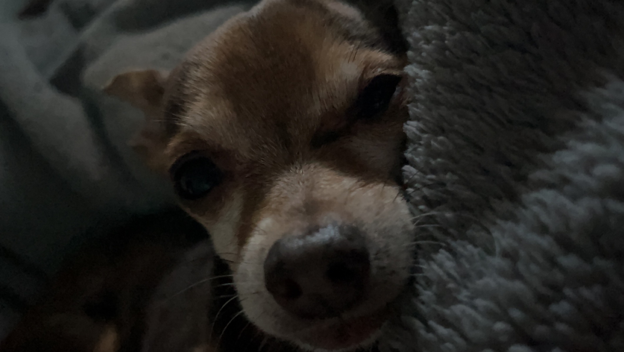 Please help me save my best friend photo