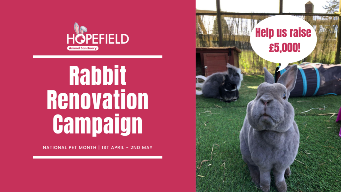 Fundraiser by Hopefield Animal Sanctuary : Hopefield Animal Sanctuary's ...