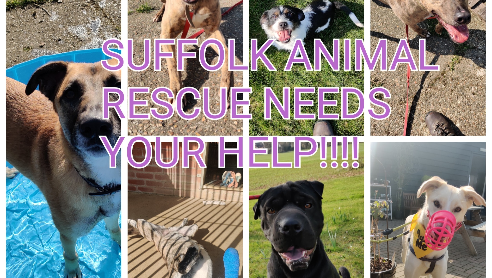 Fundraiser by Jasmine Hall Help Suffolk Animal Rescue buy a Kennels!!!