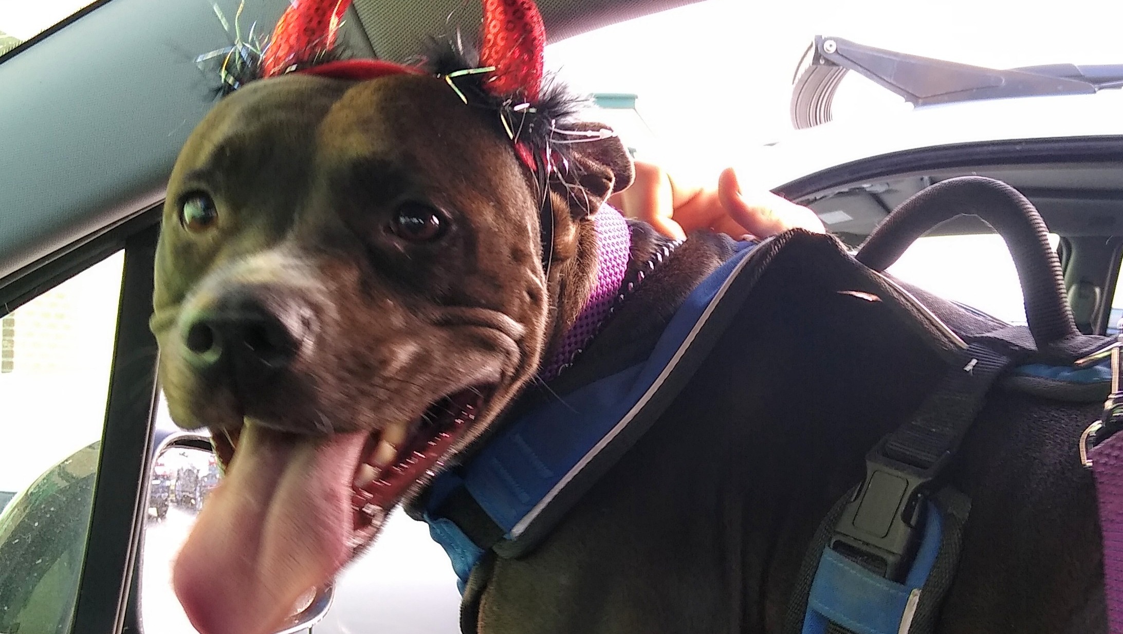 Garmr's Emergency Vet Bills photo