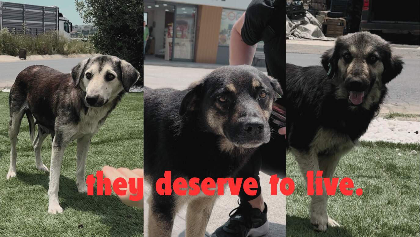 Saving Turkey’s Street Dogs from Death‼️ photo