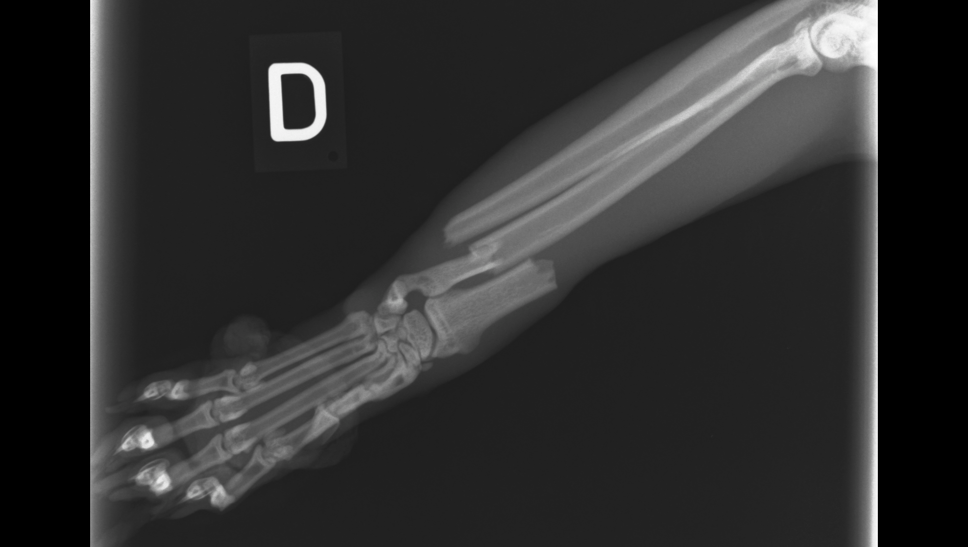 fundraiser-by-harsha-panuganti-surgery-for-cat-fractured-leg