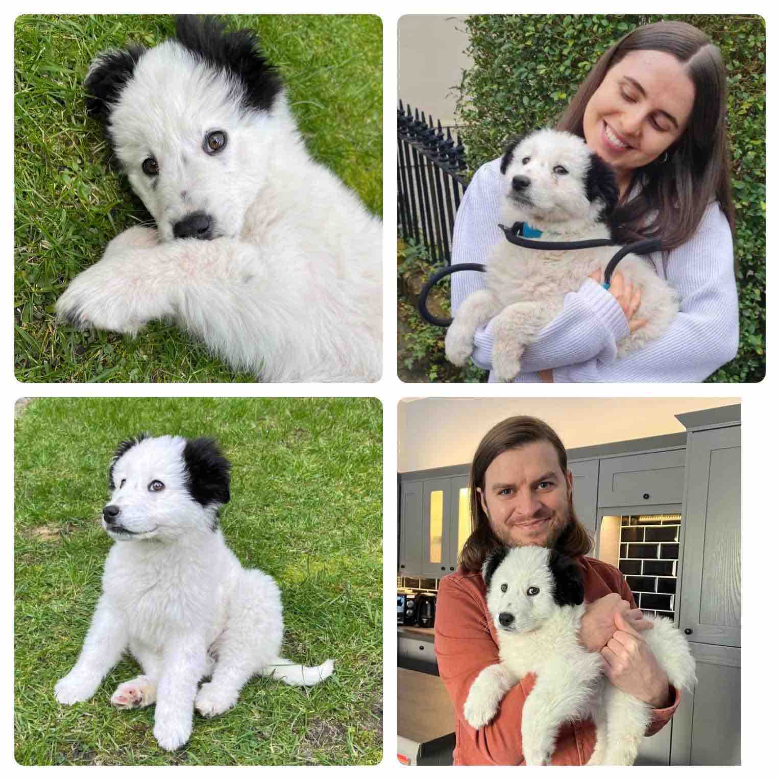 Fundraiser by All Dog Rescue Scotland Adopter vet bills