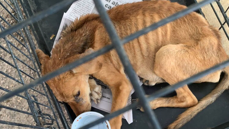 Fundraiser by Babs Graffeo : Help Aruba homeless street dogs & cats.