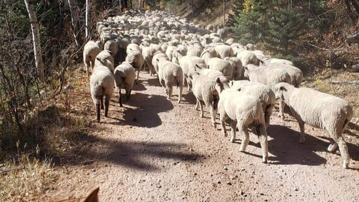 Rancho Del Oso Herd Massacre photo