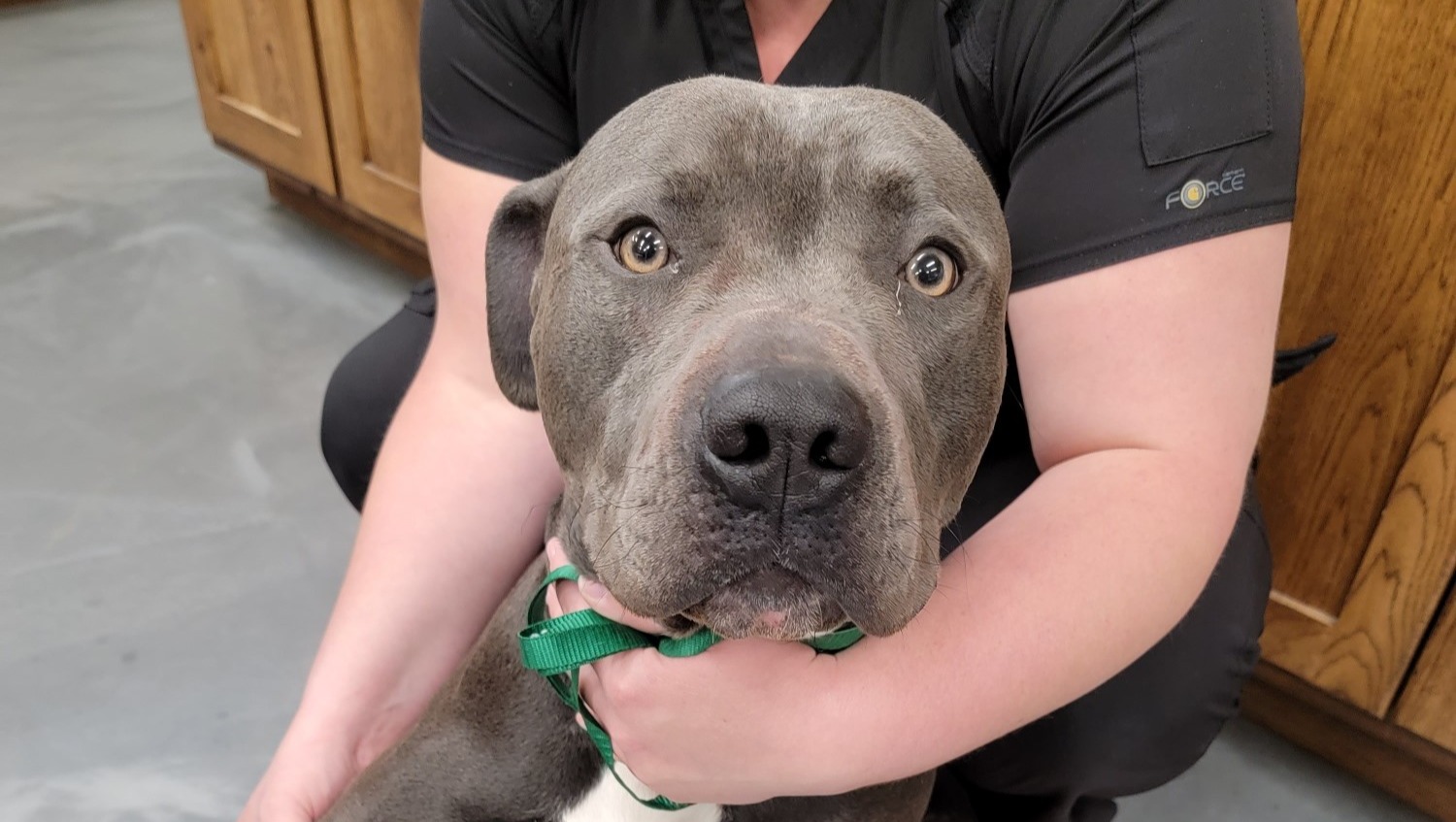 Fundraiser by Bronson High School LuciusA Pup in Need!