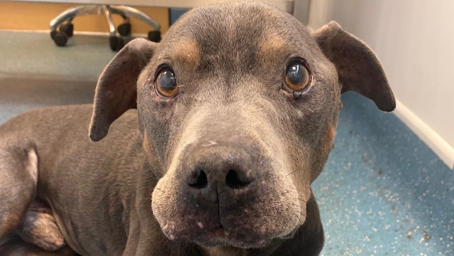 Herbert needs your help! photo