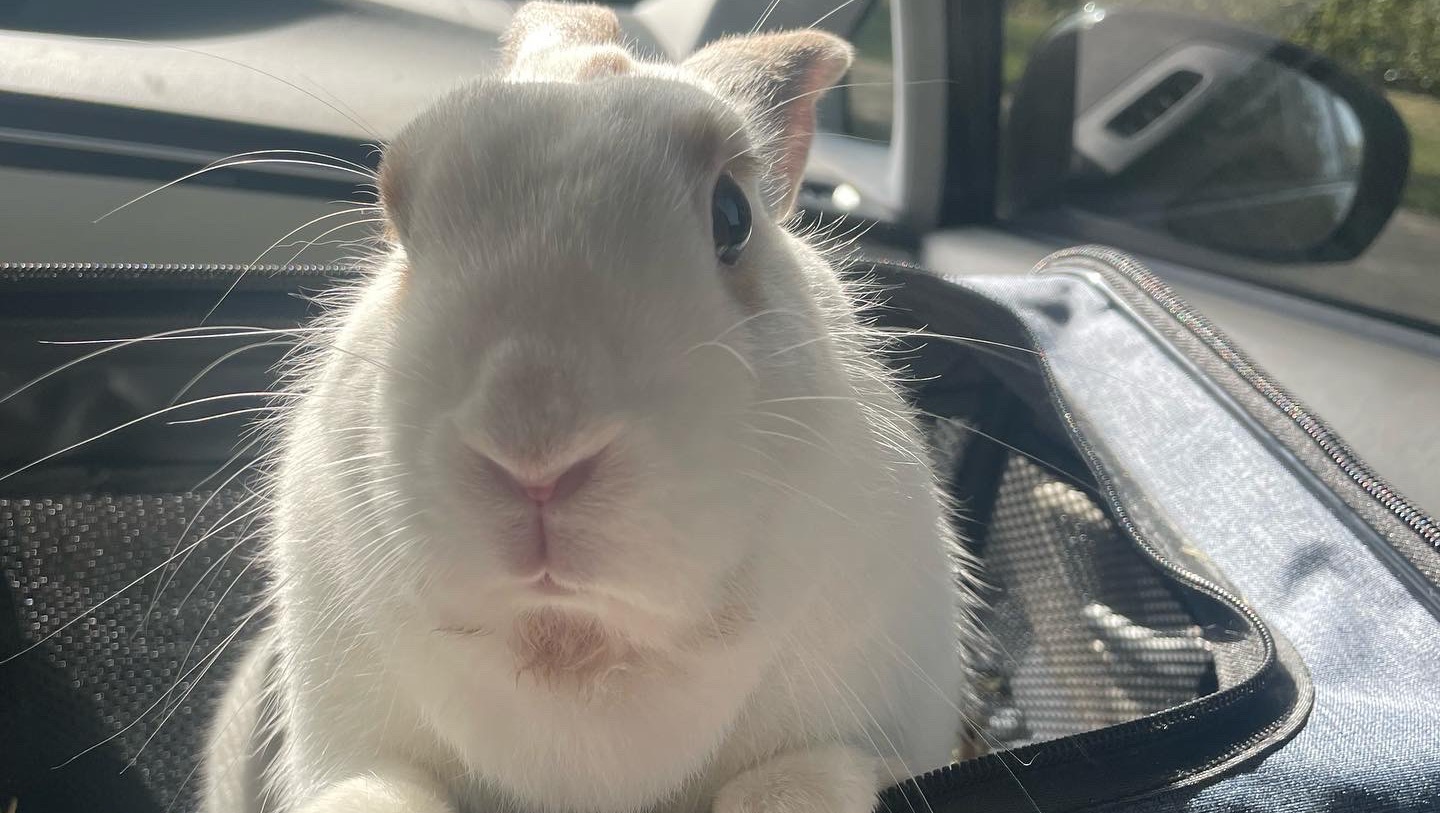 Fundraiser by Raya Zlomke Artemis the Rabbit Vet Bills