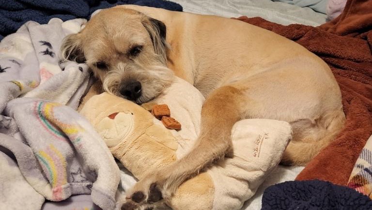 Help for Bella's Bilateral CCL Surgery photo