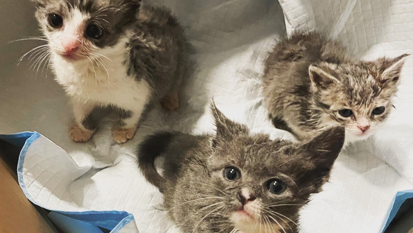 Fundraiser By Veronica Anderson Help Get Kittens Healthy