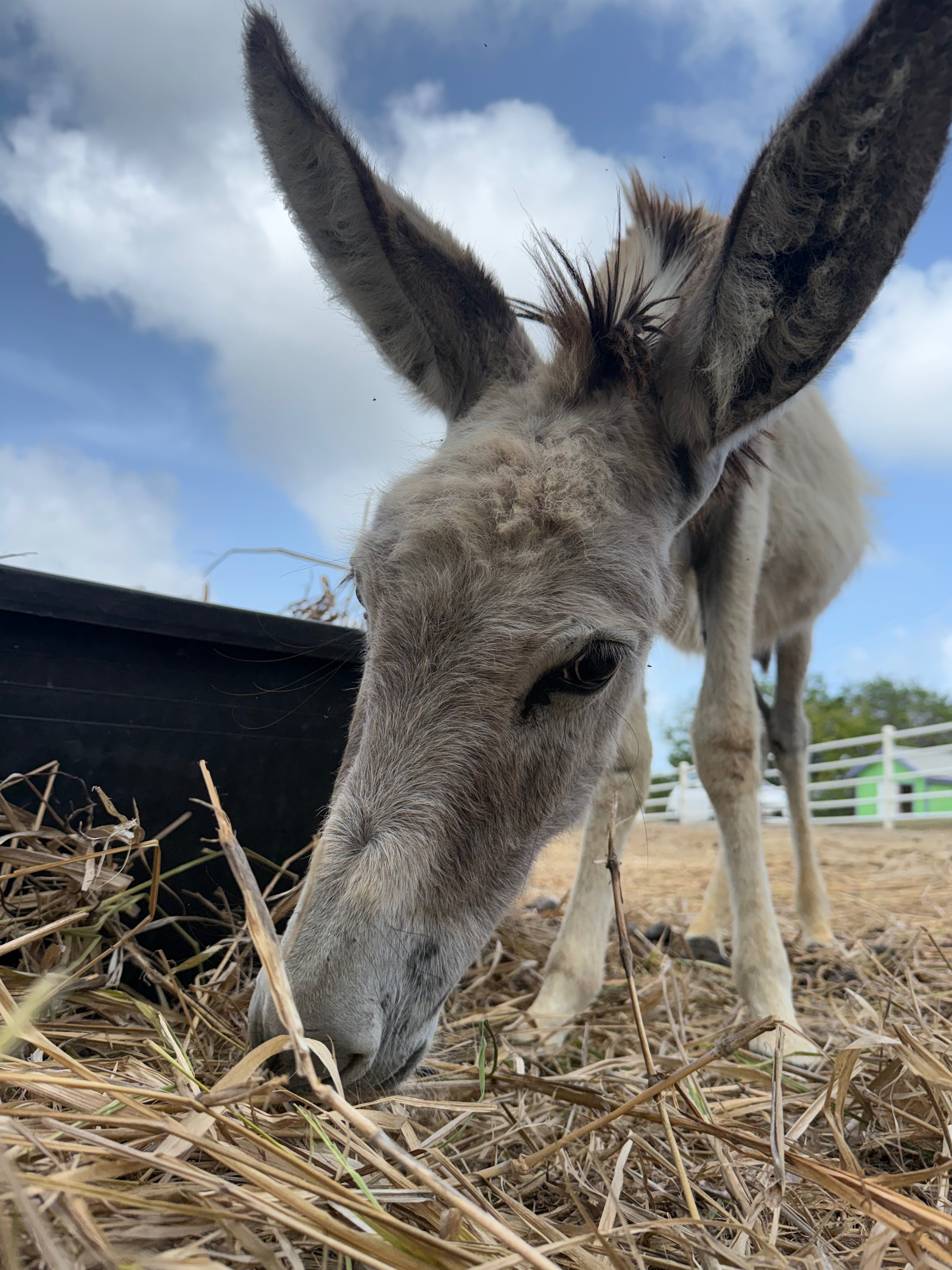 Help Support Antigua’s Donkey Sanctuary campaign photo, 6 of 7