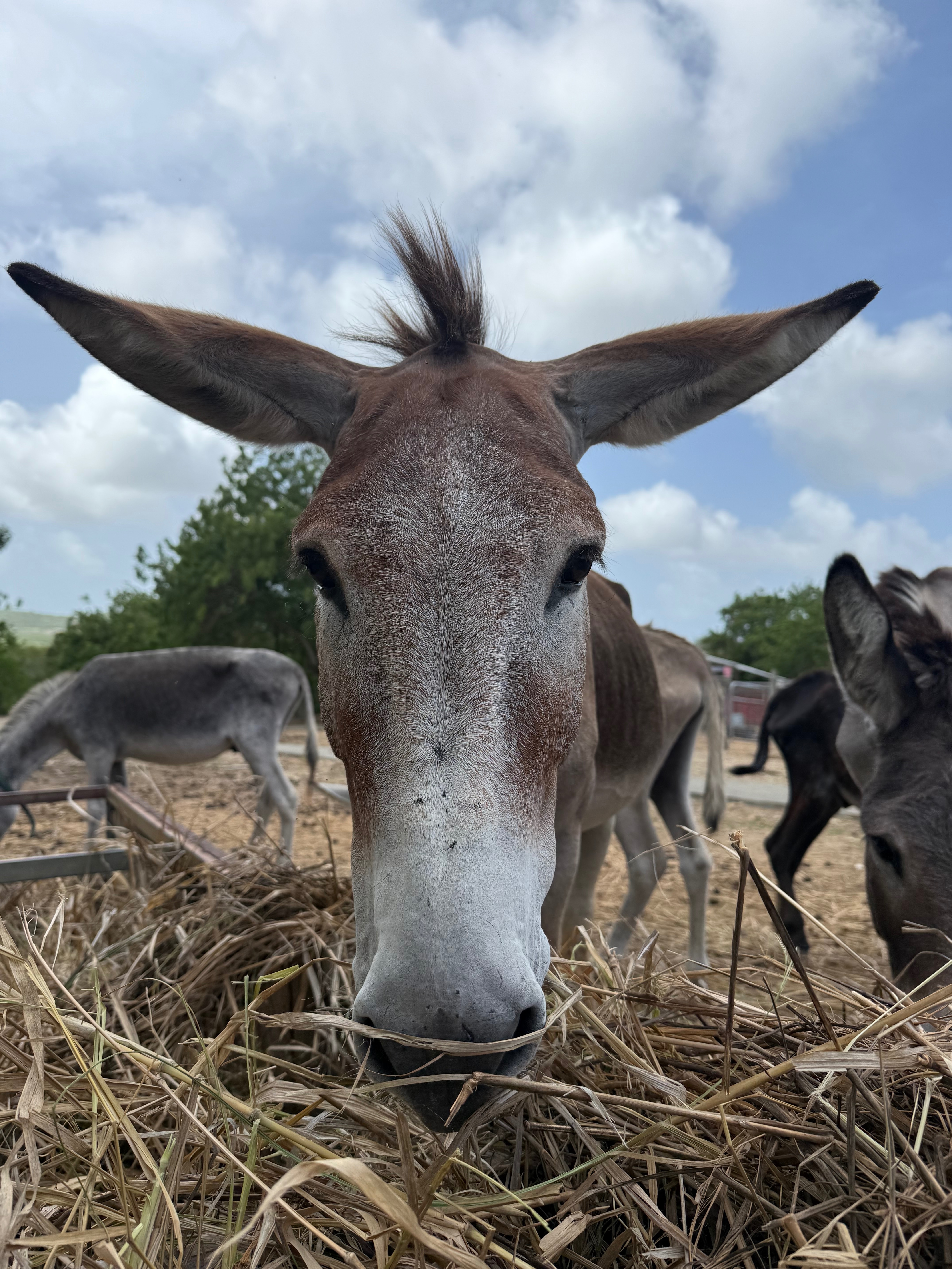 Help Support Antigua’s Donkey Sanctuary campaign photo, 2 of 7