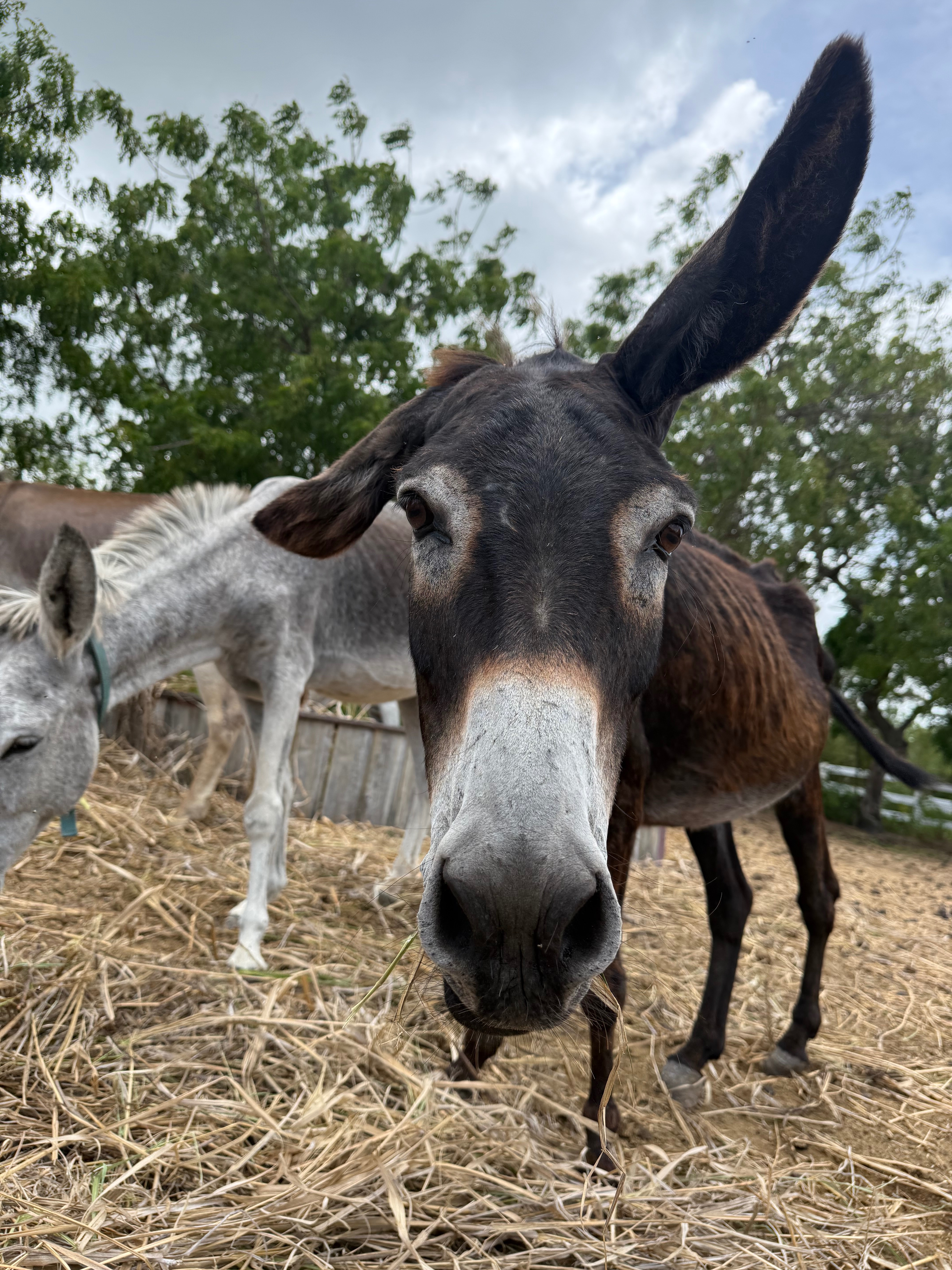 Help Support Antigua’s Donkey Sanctuary campaign photo, 4 of 7