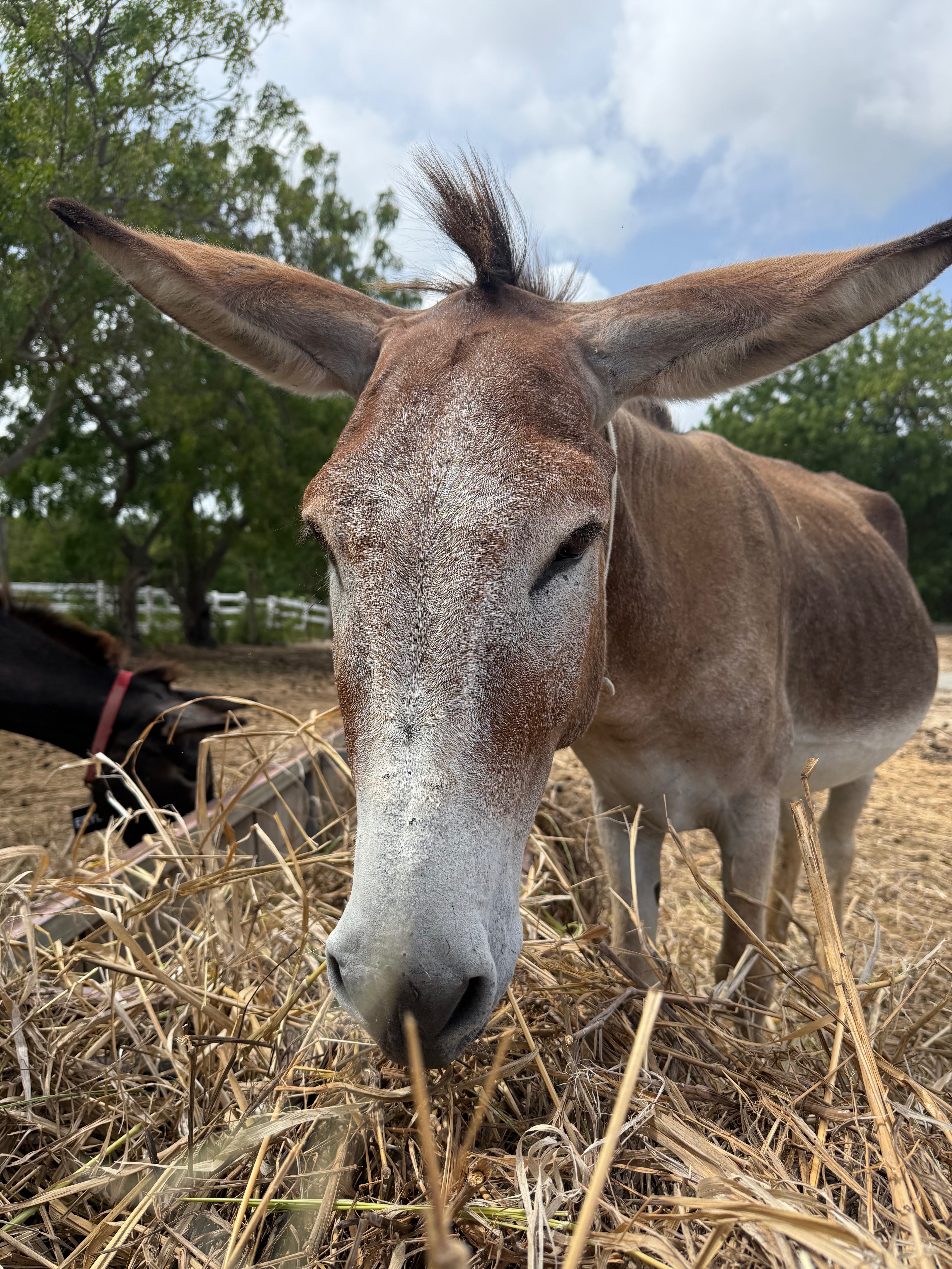 Help Support Antigua’s Donkey Sanctuary campaign photo, 5 of 7