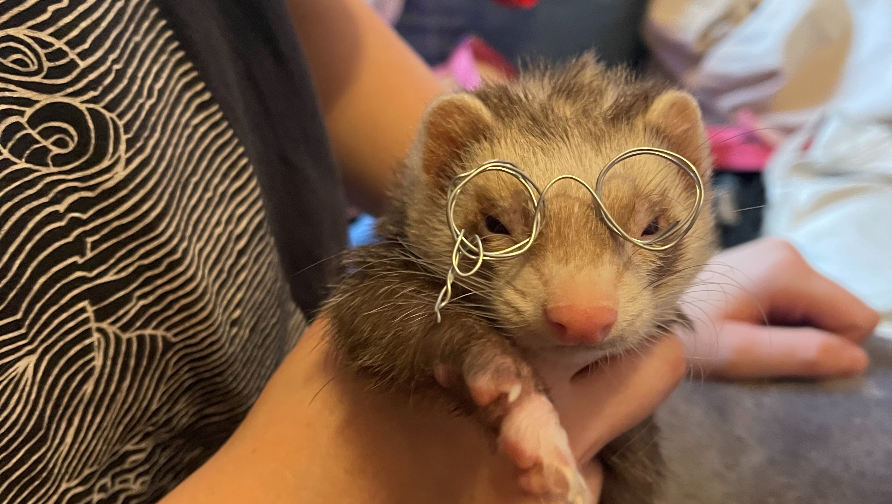 Todd the Ferret Needs Emergency Amputation! photo