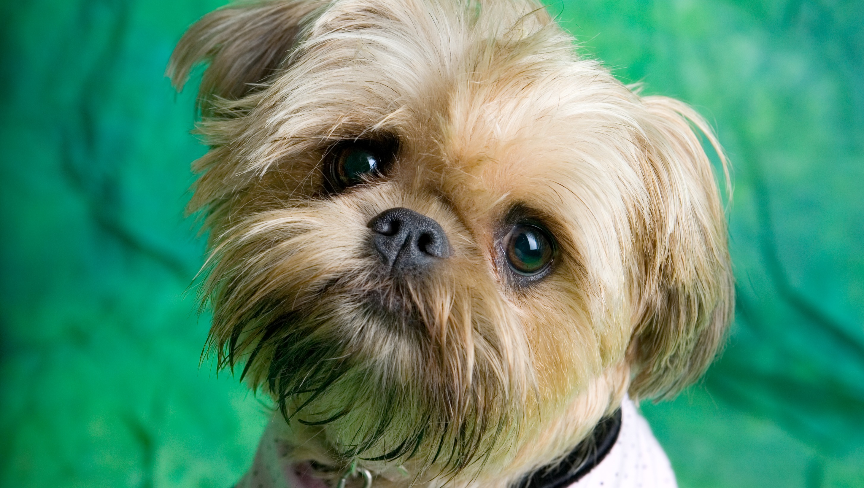 Fundraiser by Jennifer Ting : Yuko&rsquo;s Dog Grooming