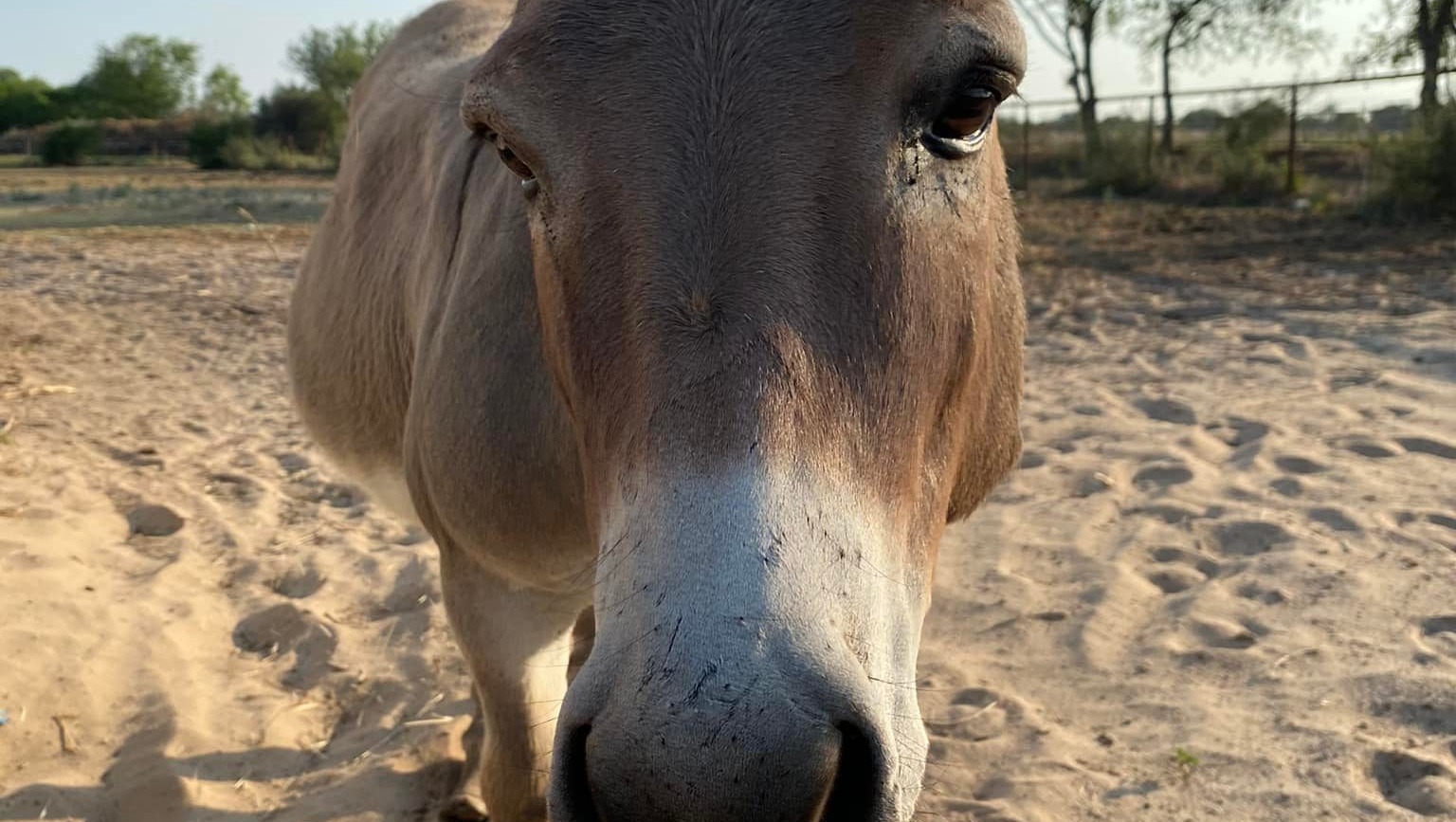 Fundraiser by Kristen Moore Eeyore the Donkey (Medical & Farrier)