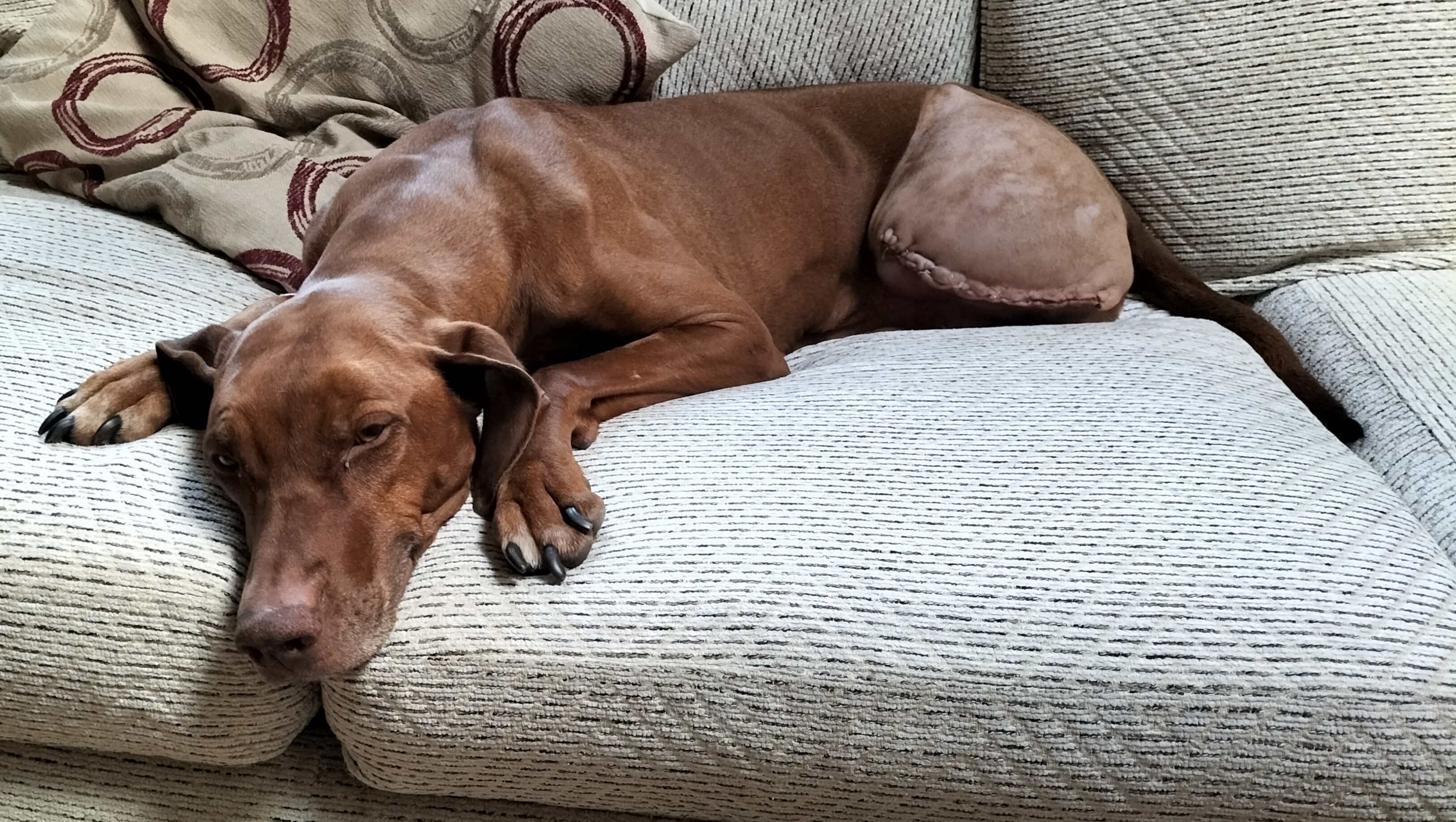 Fundraiser by Emily Lyons : Livvy the three legged Rhodesian Ridgeback