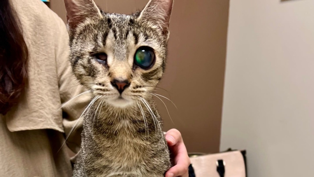Fundraiser by AMA Animal Rescue Sick Cat with Bulging Eye Needs Your