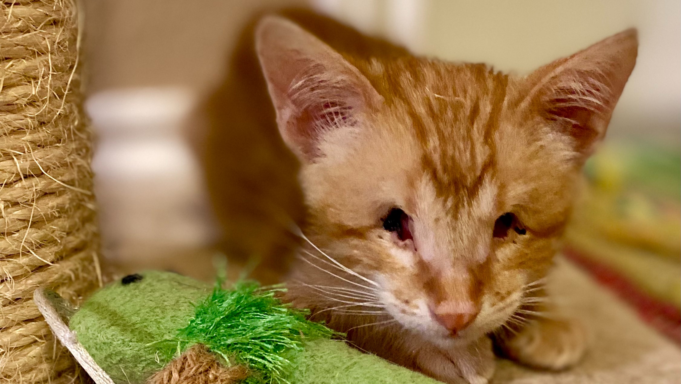 Fundraiser by Kristen A. Rieger Orbit the blind kitten needs surgery!