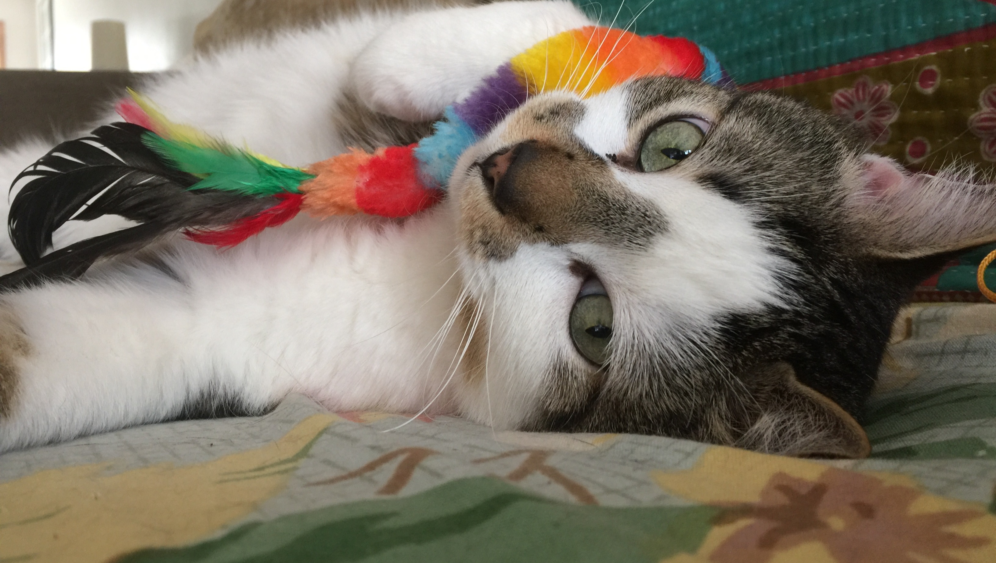 Fundraiser by Colleen Lindsay Help Mugsy Cat pay his vet bills, please!