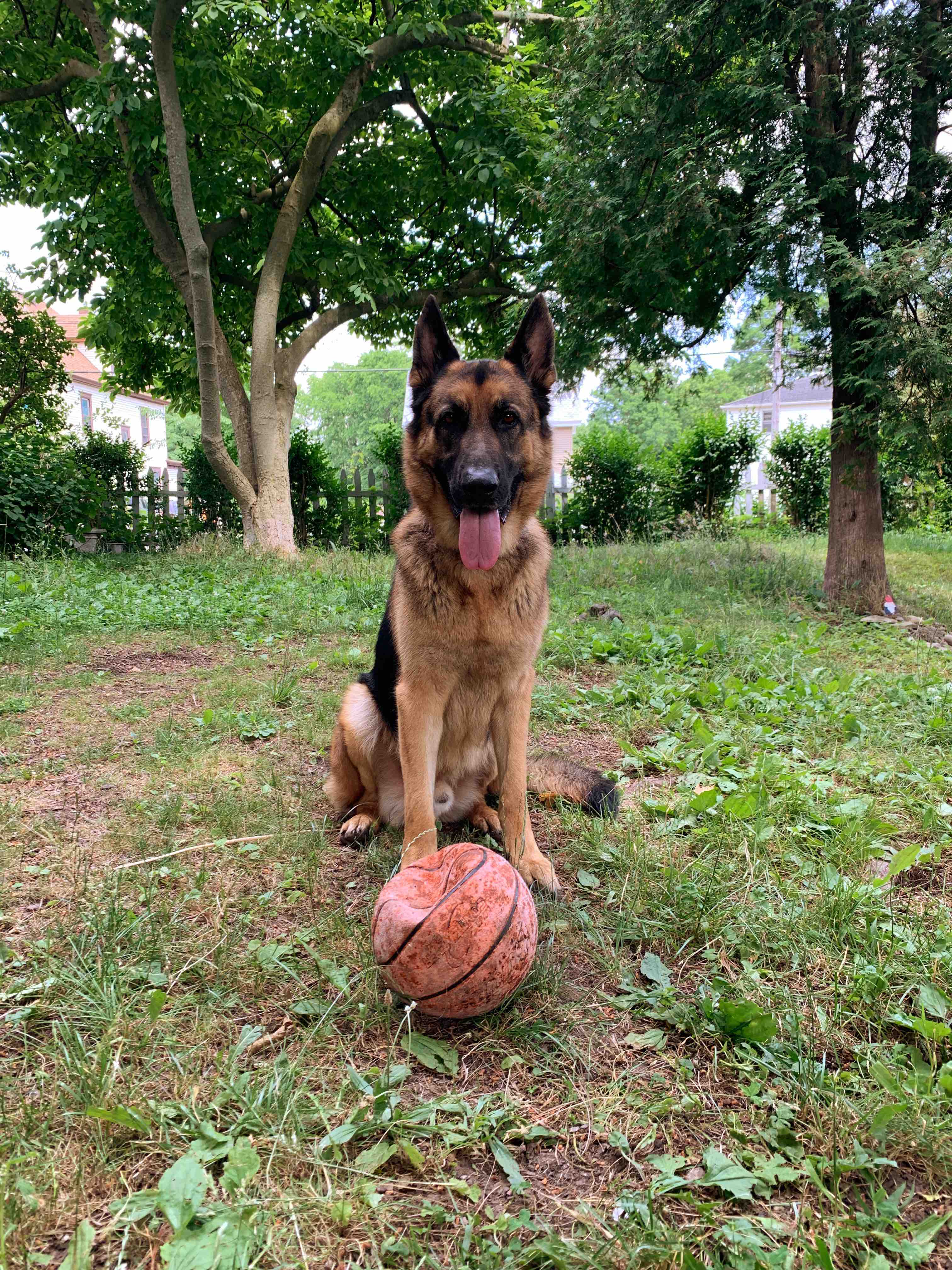 Help Moose Get Better photo