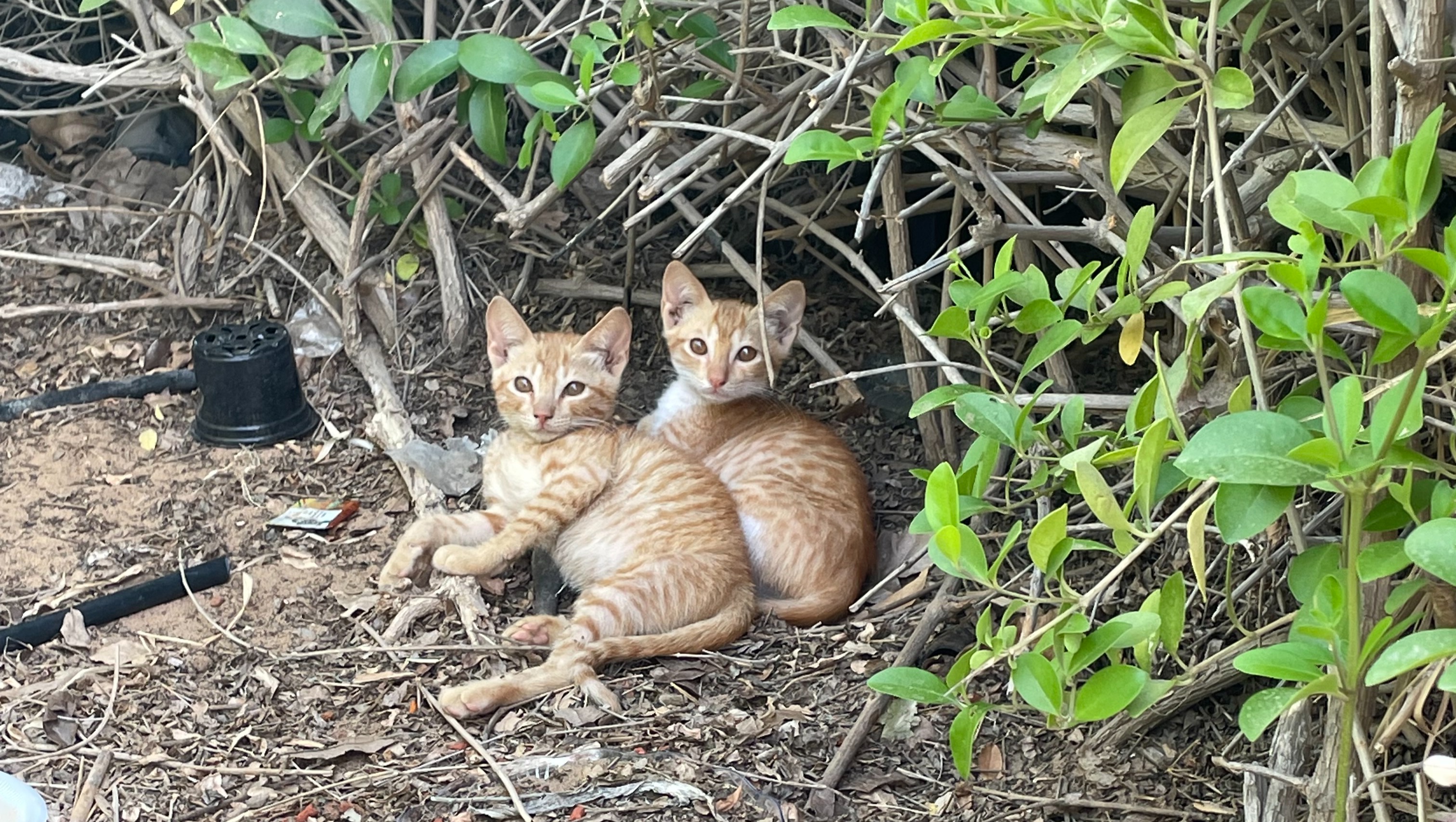 Fundraiser by Molly Grey Help Feed and Care for Abu Dhabi Street Cats!